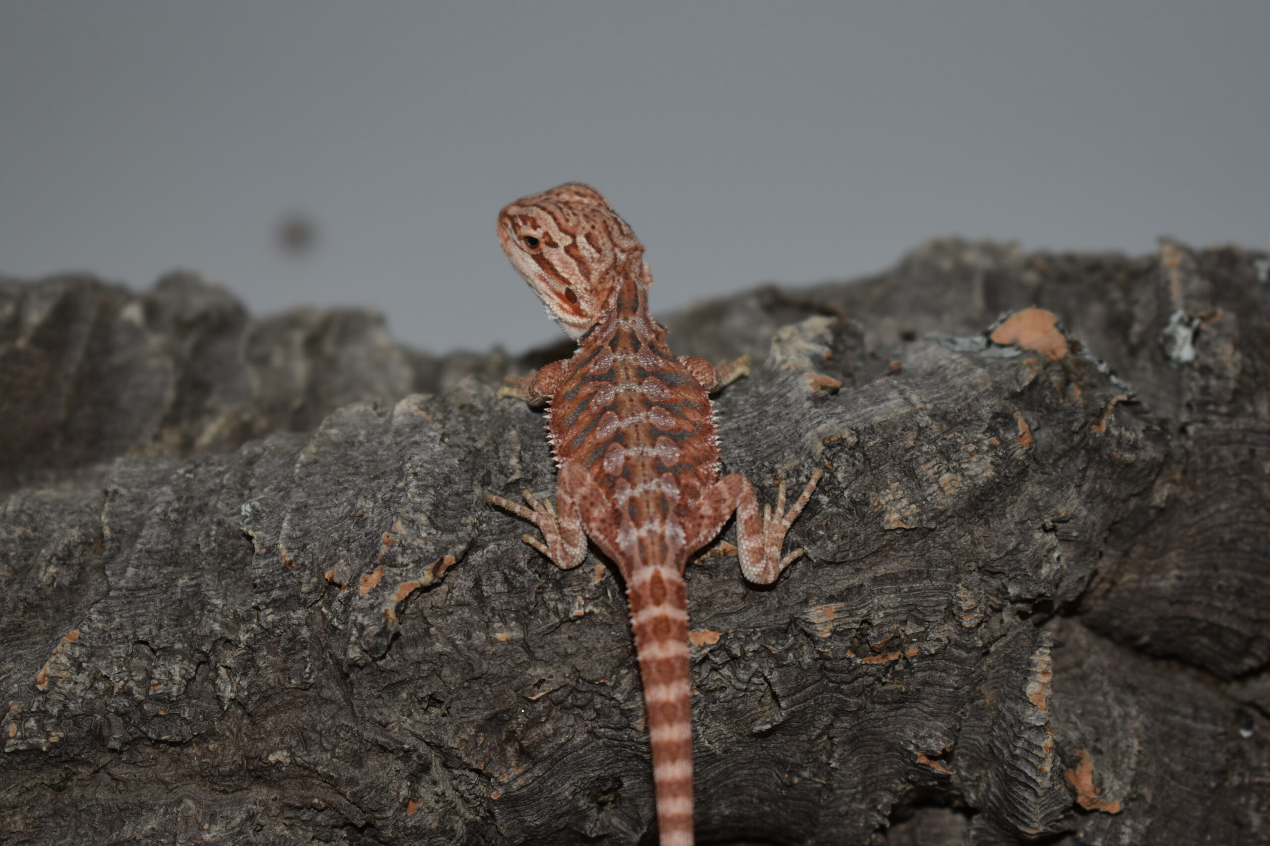 Pogona vitticeps, jeune né le 04 mai 2026 insexé, "Hypo extrême red orange blue tiger", Nom/référence : VAR