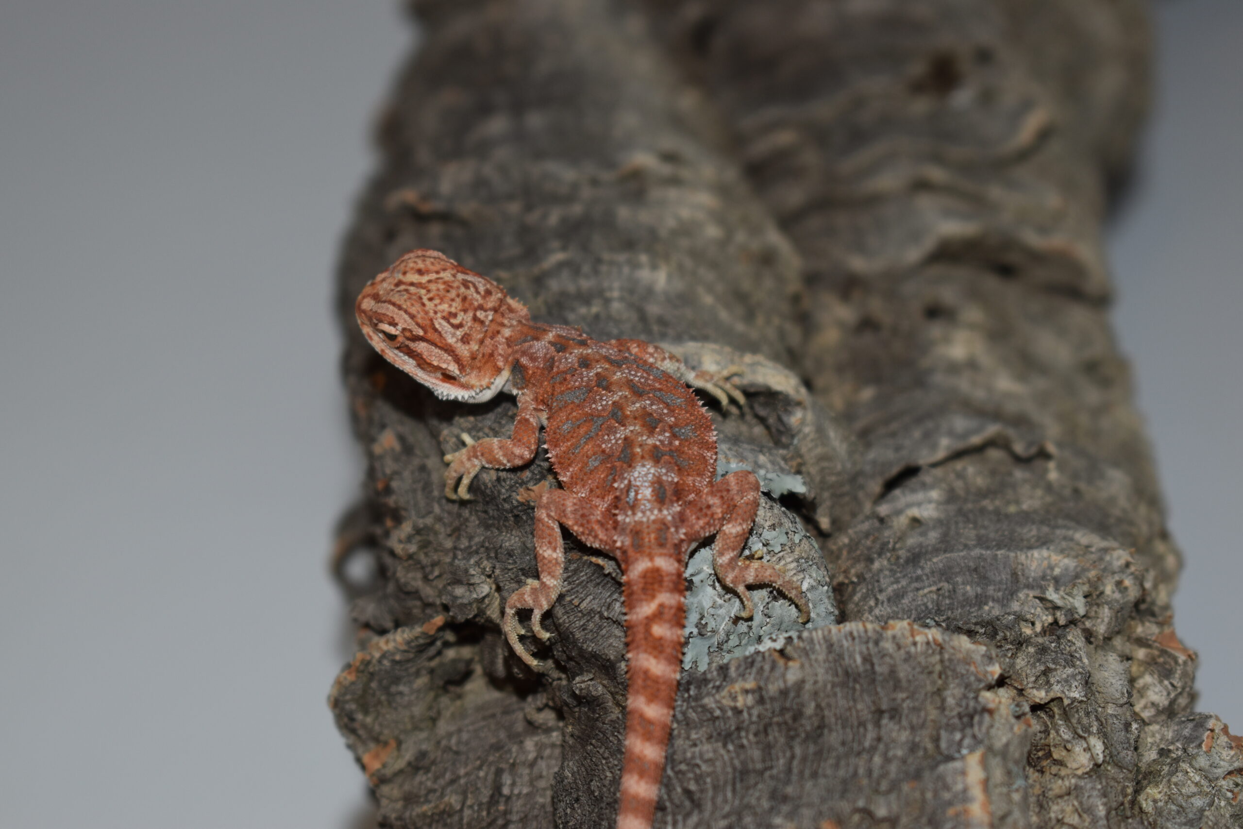 Pogona vitticeps, jeune né le 04 mai 2026 insexé, "Hypo extrême red orange blue tiger", Nom/référence : CROL