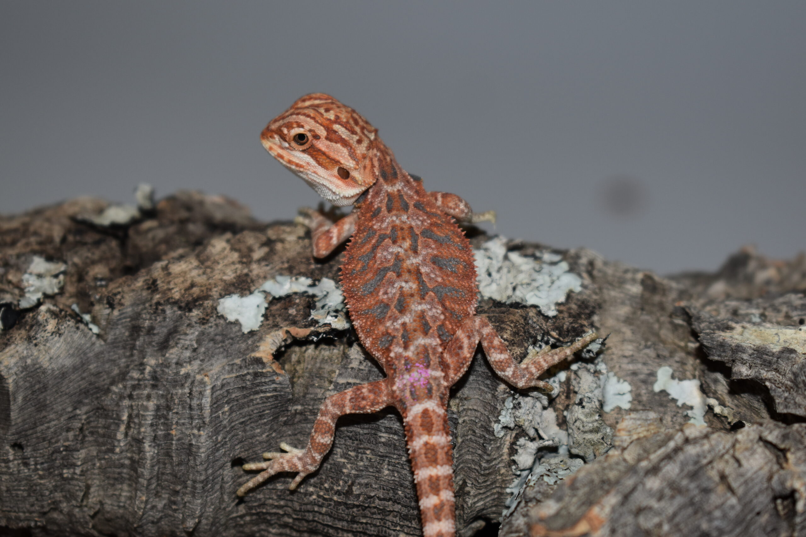 Pogona vitticeps, jeune né le 04 mai 2026 insexé, "Hypo extrême red orange blue tiger", Nom/référence : DIN