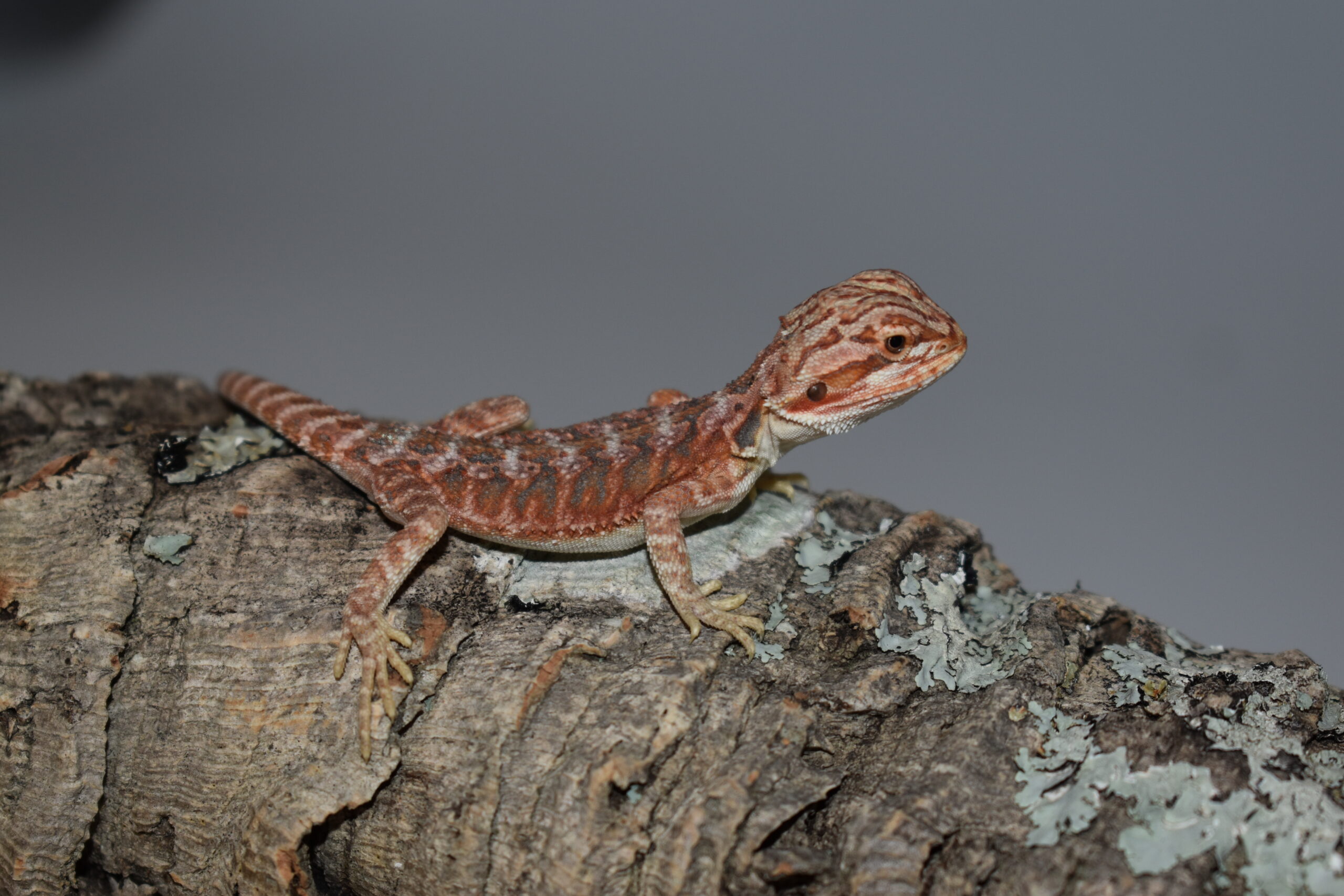 Pogona vitticeps, jeune né le 04 mai 2026 insexé, "Hypo extrême red orange blue tiger", Nom/référence : TIGRE