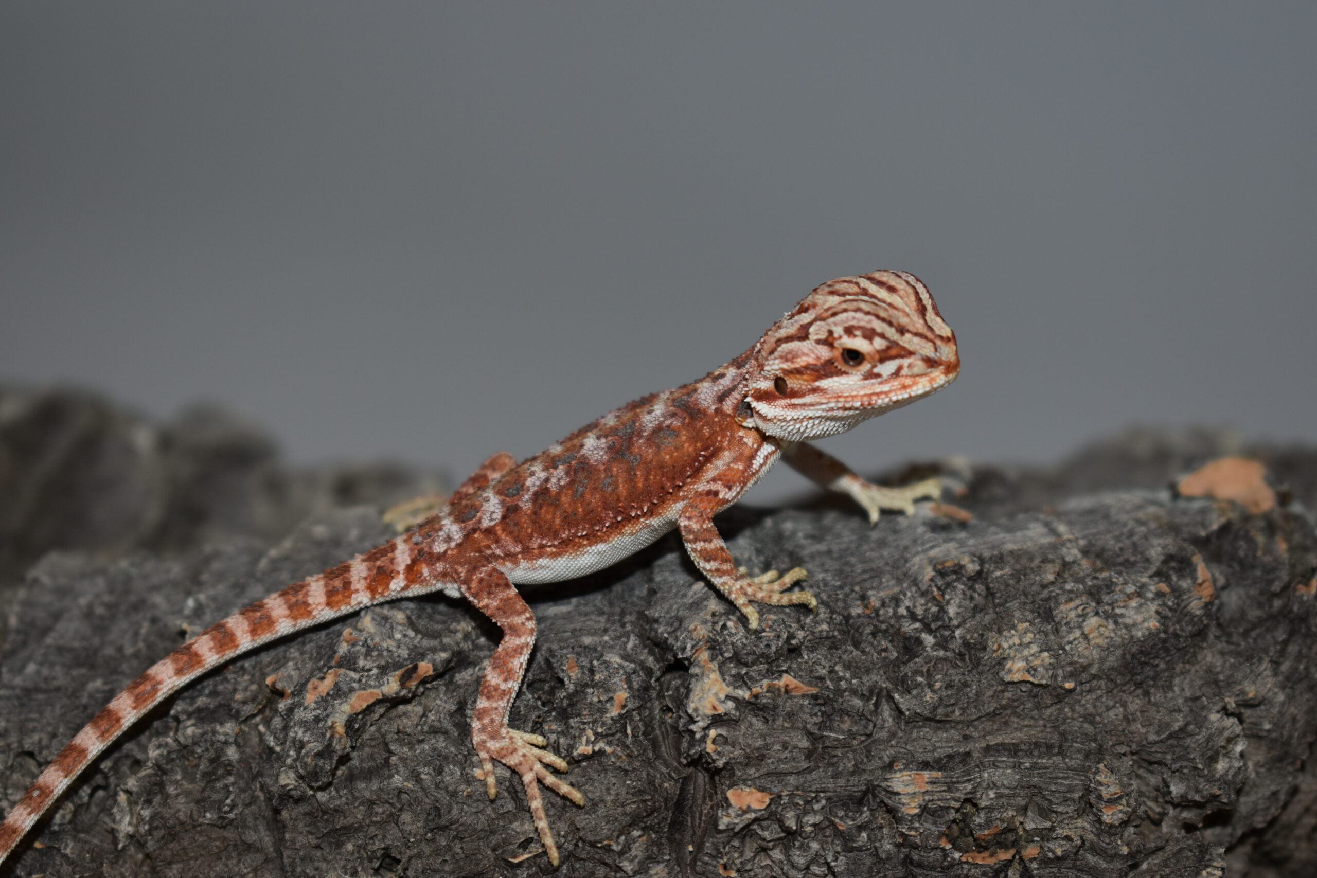 Pogona vitticeps, jeune né le 04 mai 2026 insexé, "Hypo extrême red orange blue tiger", Nom/référence : MIN