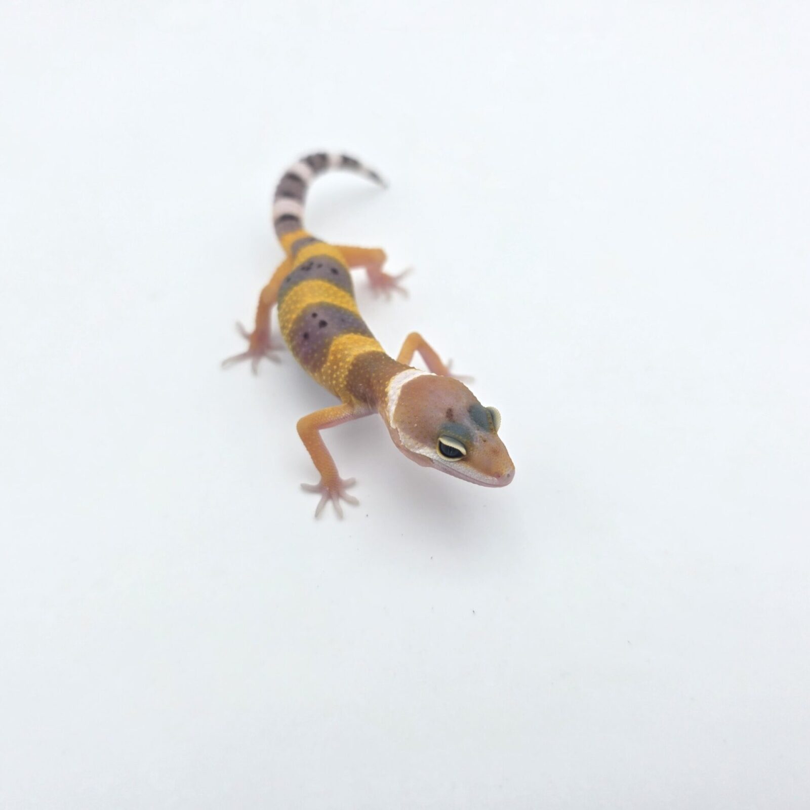 Eublepharis macularius, femelle née en 2026, "Hypo tangerine (poss bandit, lavender) 100% het.eclipse", Nom/référence : JUOTISI