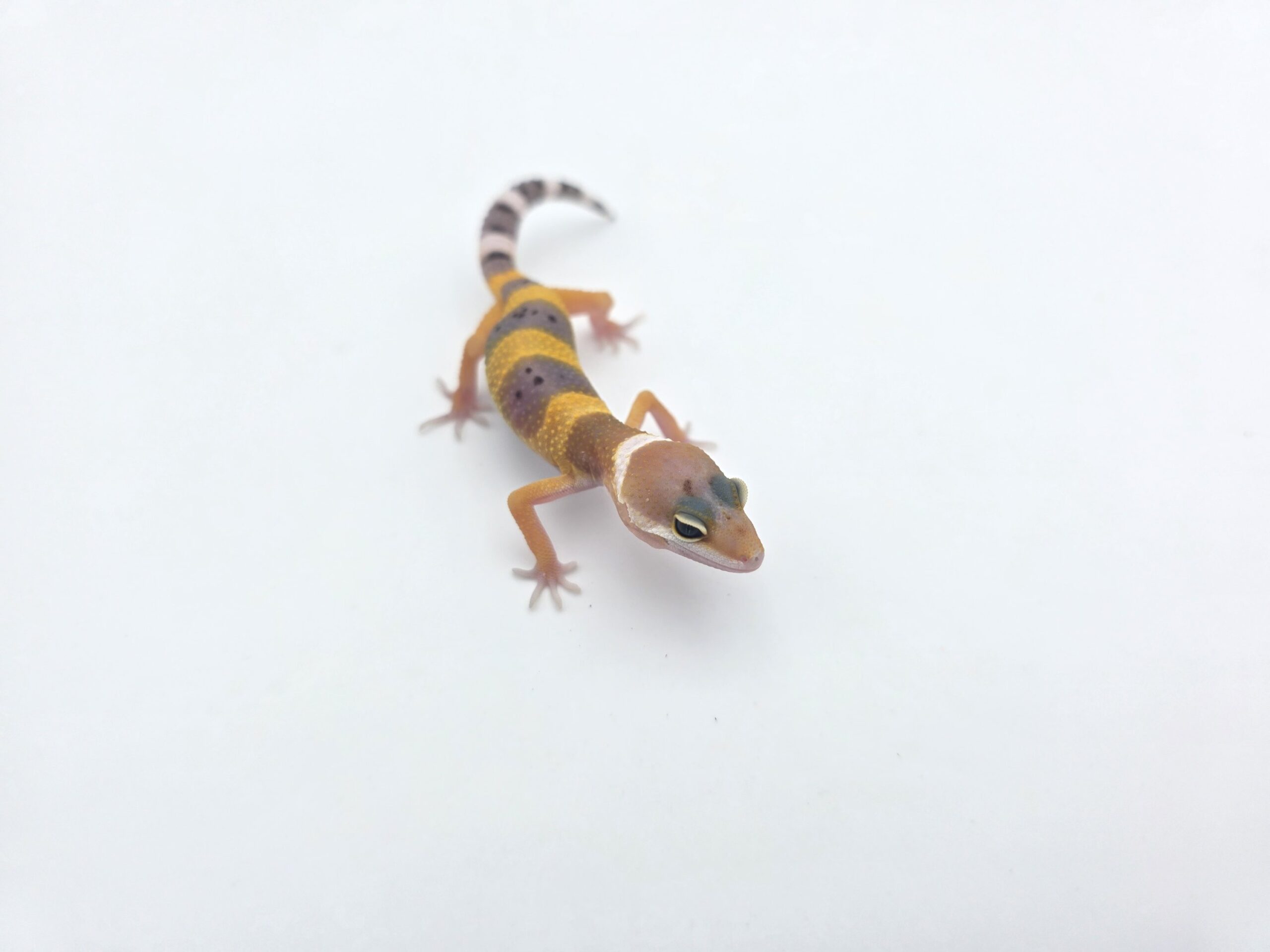 Eublepharis macularius, femelle née en 2026, "Hypo tangerine (poss bandit, lavender) 100% het.eclipse", Nom/référence : JUOTISI