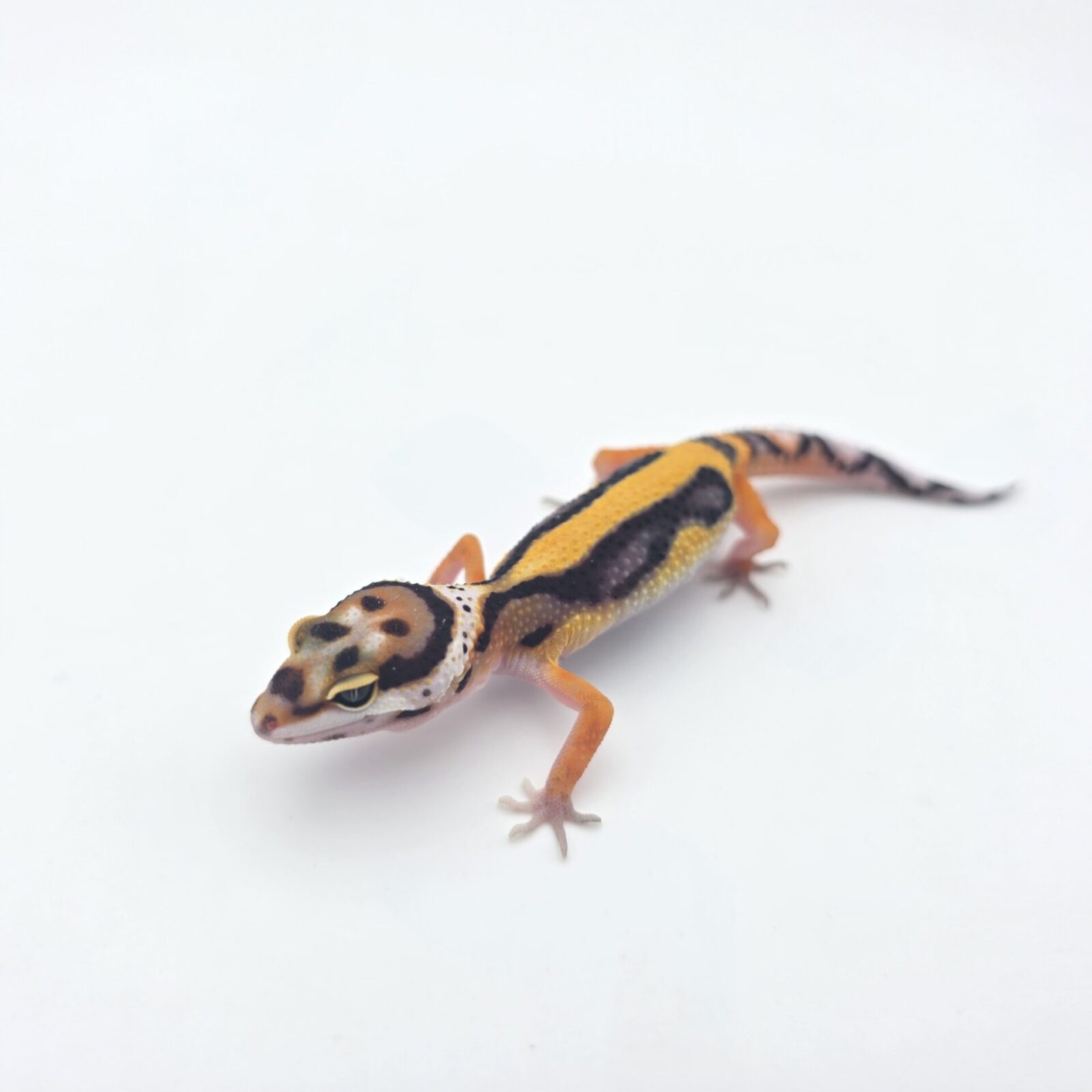 Eublepharis macularius, femelle née en 2026, "Bandit (bold stripe x red stripe) electric/mandarin tangerine (poss lavender) 50% het.bell", Nom/référence : JURIANI
