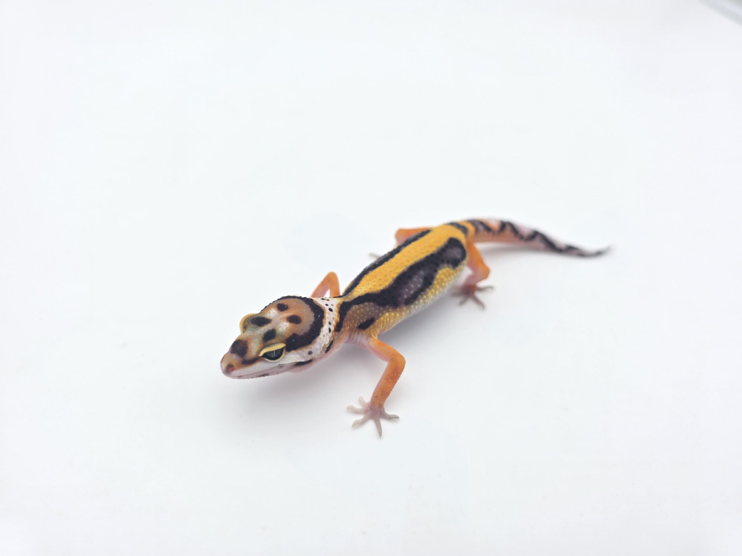 Eublepharis macularius, femelle née en 2026, "Bandit (bold stripe x red stripe) electric/mandarin tangerine (poss lavender) 50% het.bell", Nom/référence : JURIANI