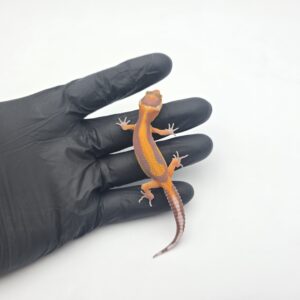 Eublepharis macularius, femelle née en 2026, "Bandit (bold stripe x red stripe) bell mandarin emerine lavender", Nom/référence : JUNOLI