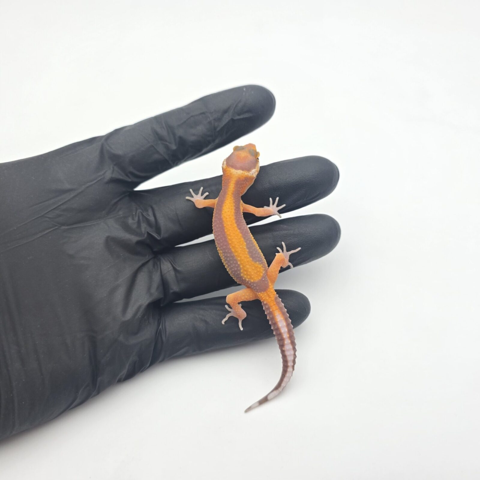 Eublepharis macularius, femelle née en 2026, "Bandit (bold stripe x red stripe) bell mandarin emerine lavender", Nom/référence : JUNOLI