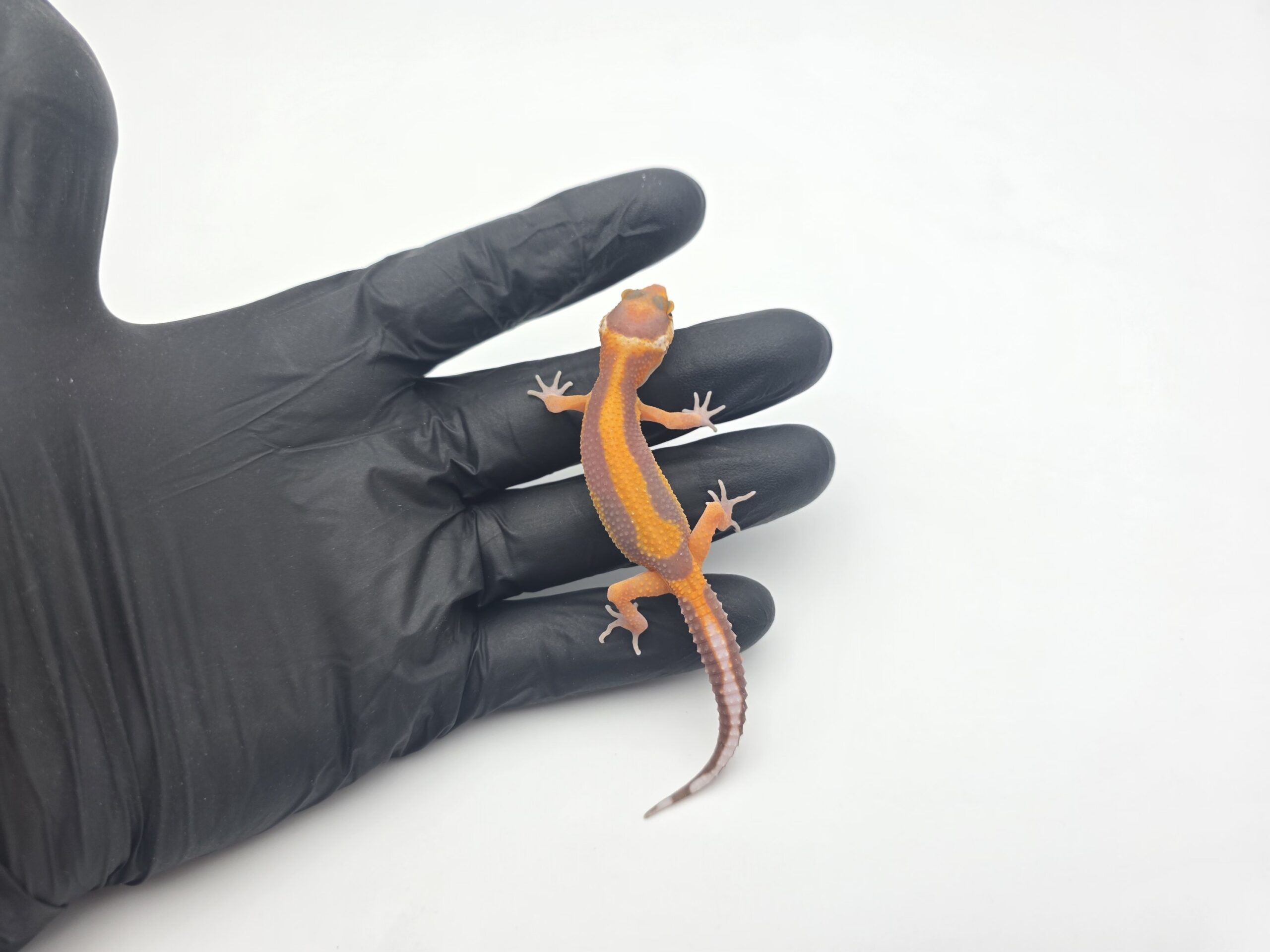 Eublepharis macularius, femelle née en 2026, "Bandit (bold stripe x red stripe) bell mandarin emerine lavender", Nom/référence : JUNOLI