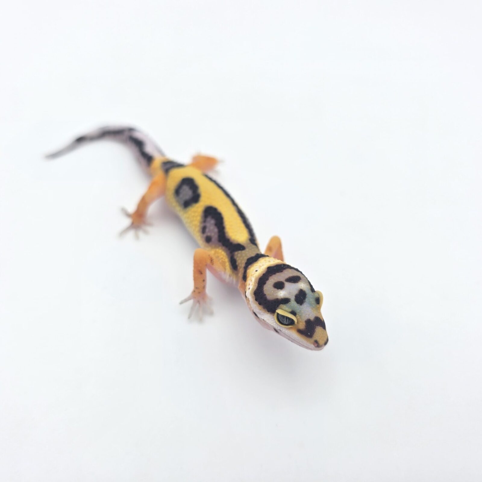 Eublepharis macularius "Bandit bold stripe tangerine (poss halloween) 50% het.tremper" Femelle 2026 Nom/référence : MALI