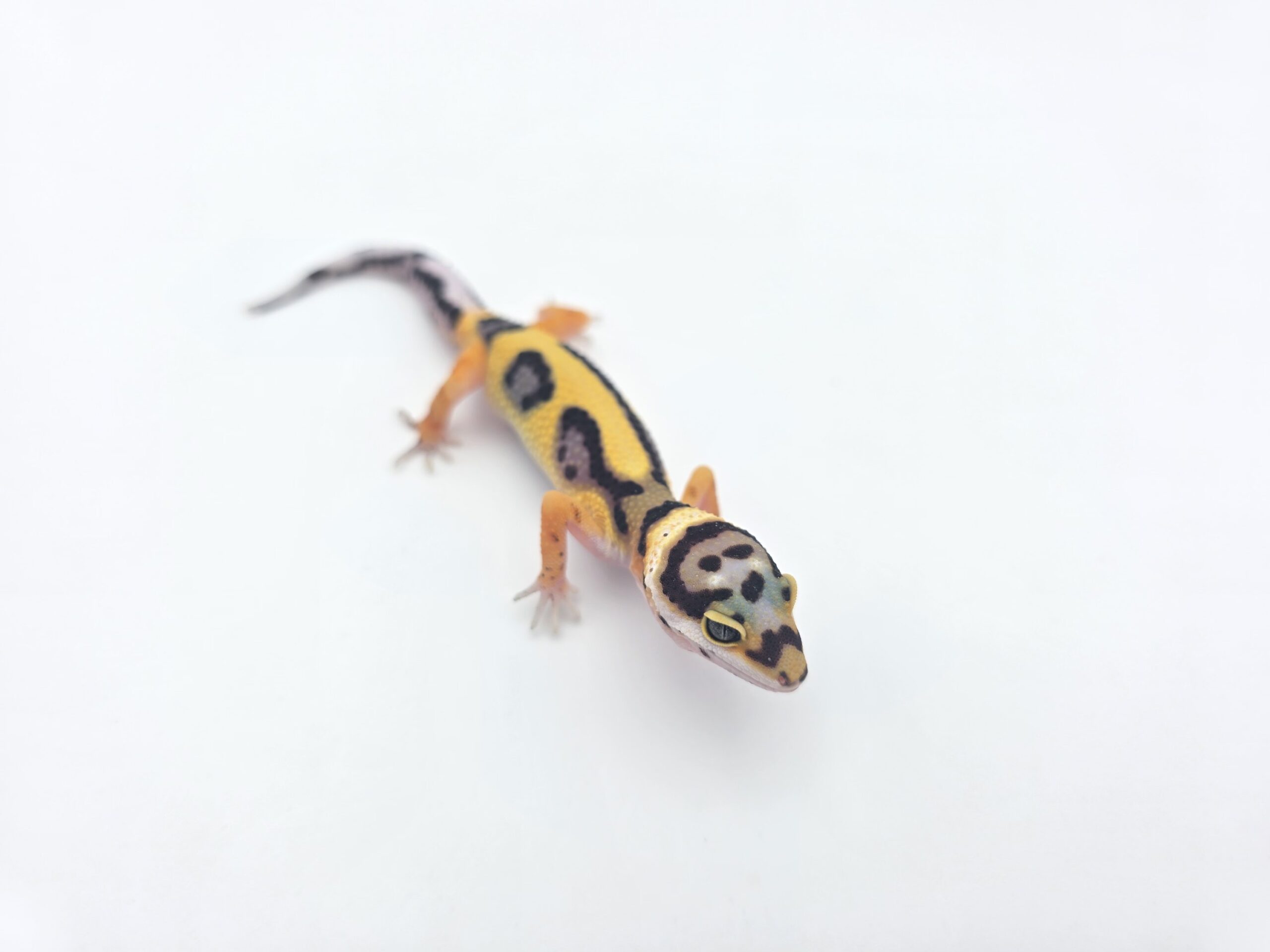 Eublepharis macularius "Bandit bold stripe tangerine (poss halloween) 50% het.tremper" Femelle 2026 Nom/référence : MALI