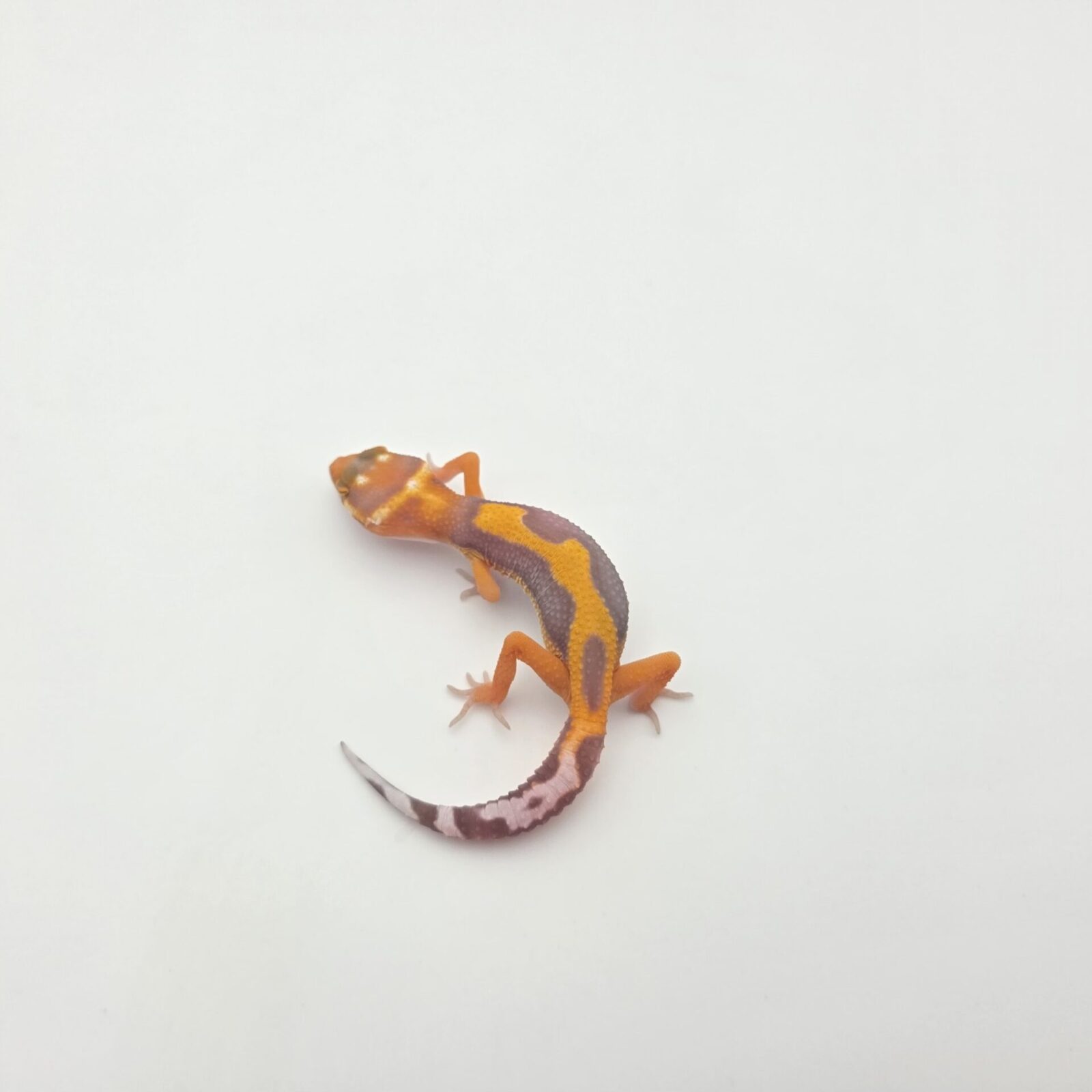 Eublepharis macularius, femelle née en 2026, "Electric/mandarin emerine bell reverse (red?) stripe jungle (poss bandit, giant) 50% het.eclipse", Nom/référence : JUVEPI