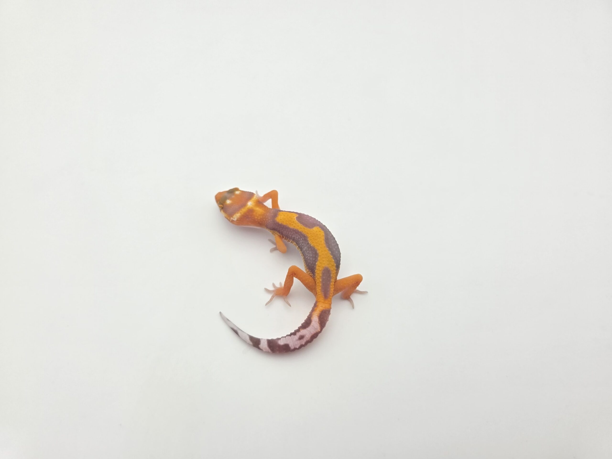 Eublepharis macularius, femelle née en 2026, "Electric/mandarin emerine bell reverse (red?) stripe jungle (poss bandit, giant) 50% het.eclipse", Nom/référence : JUVEPI