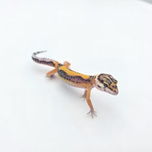 Eublepharis macularius, femelle née en 2026, "Bandit bold stripe electric tangerine (poss clown, giant, w&y) 50% het.eclipse bell et tremper", Nom/référence : JURSI