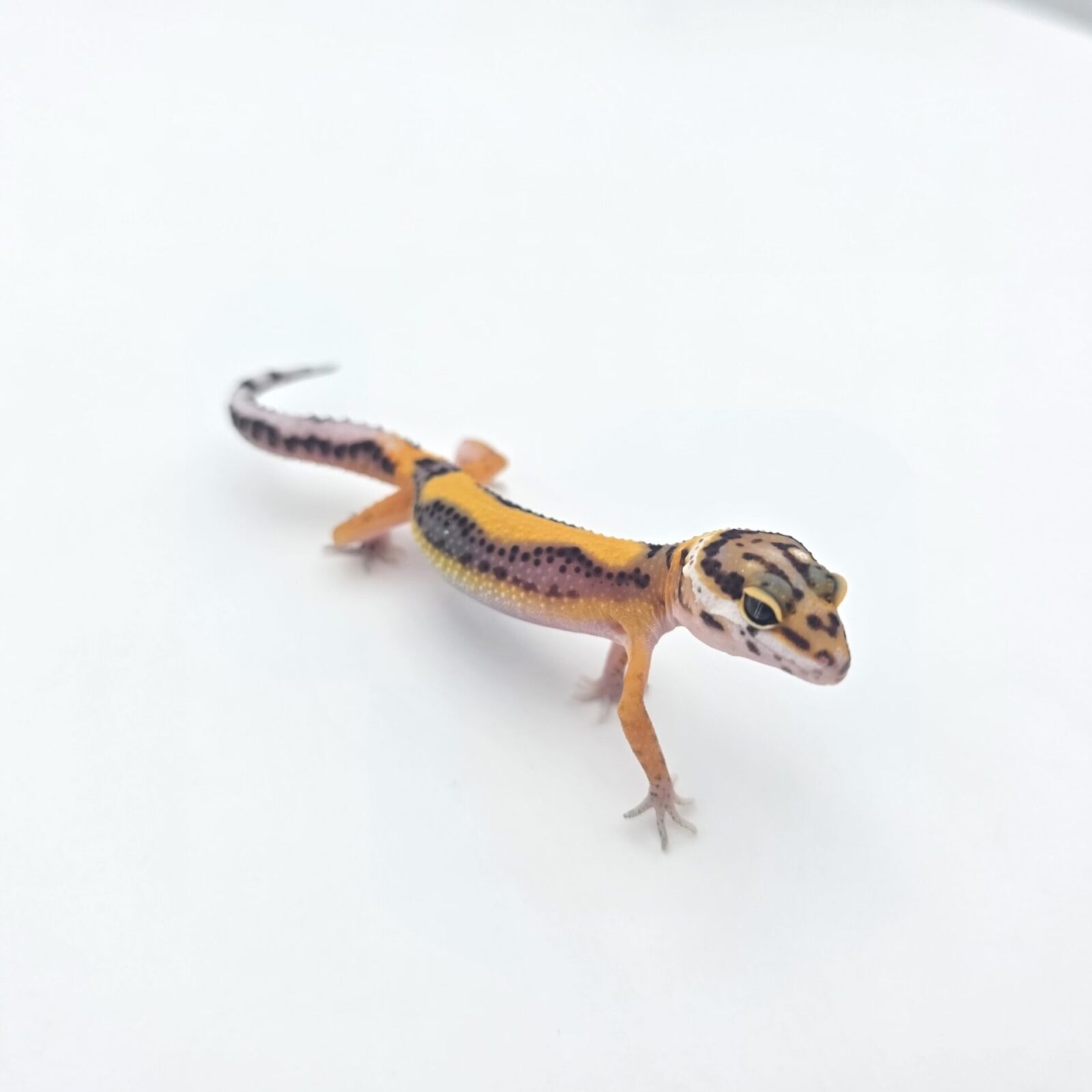 Eublepharis macularius, femelle née en 2026, "Bandit bold stripe electric tangerine (poss clown, giant, w&y) 50% het.eclipse bell et tremper", Nom/référence : JURSI