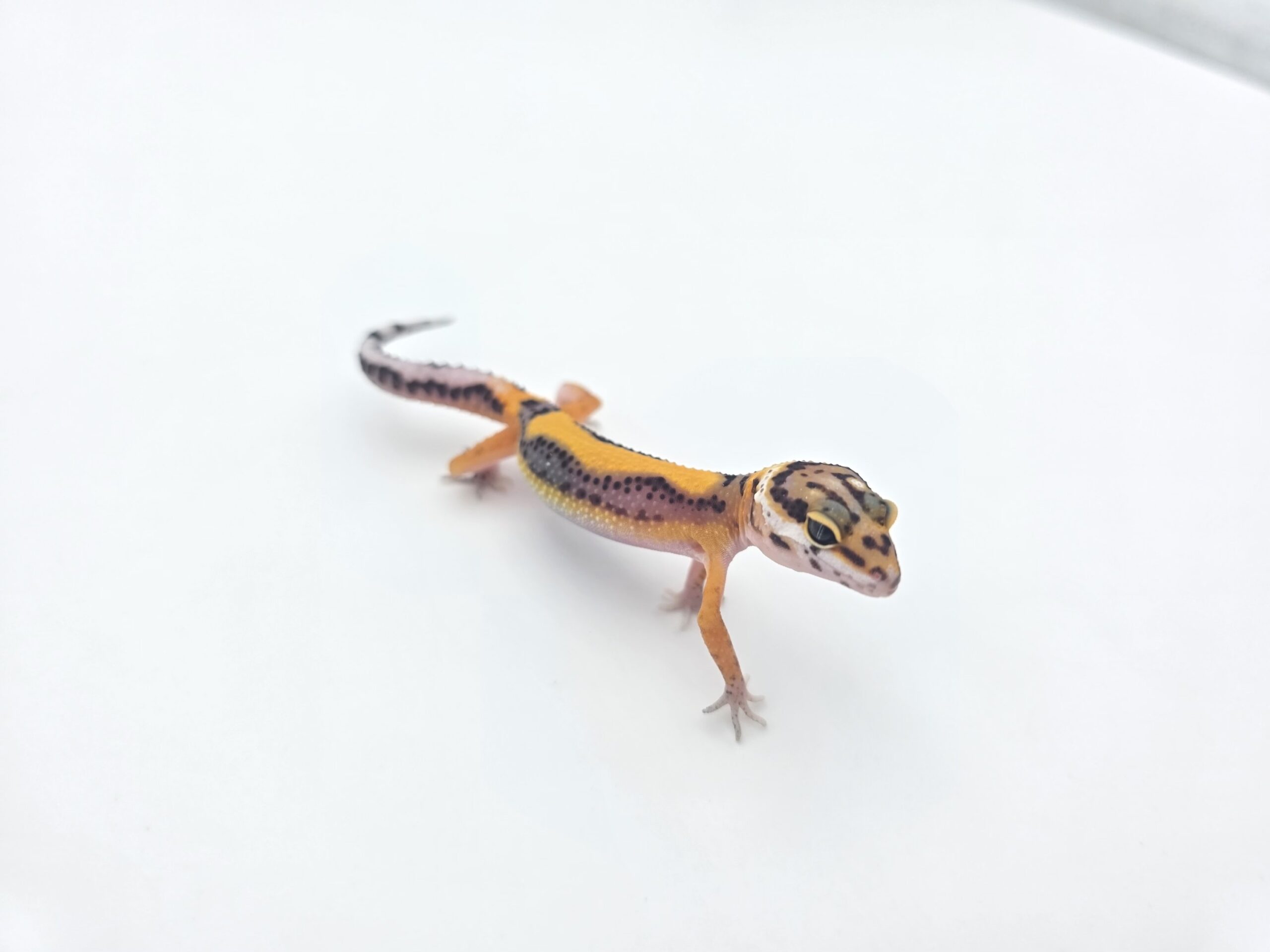 Eublepharis macularius, femelle née en 2026, "Bandit bold stripe electric tangerine (poss clown, giant, w&y) 50% het.eclipse bell et tremper", Nom/référence : JURSI