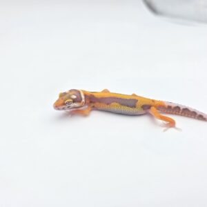 Eublepharis macularius, présumé mâle né en 2026, "Bandit bold stripe bell (poss giant, red stripe) 100% het.eclipse", Nom/référence : MARINI