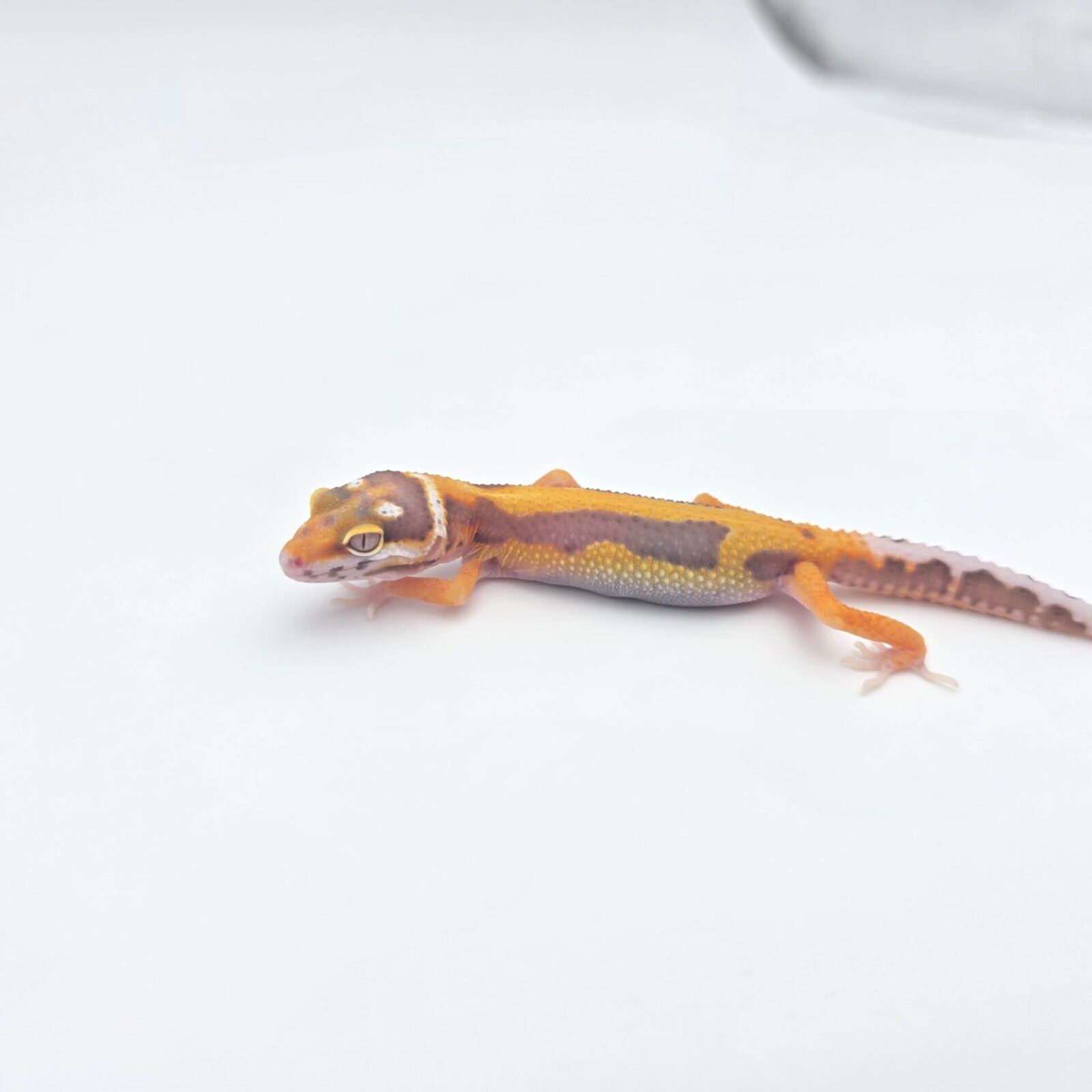 Eublepharis macularius, présumé mâle né en 2026, "Bandit bold stripe bell (poss giant, red stripe) 100% het.eclipse", Nom/référence : MARINI