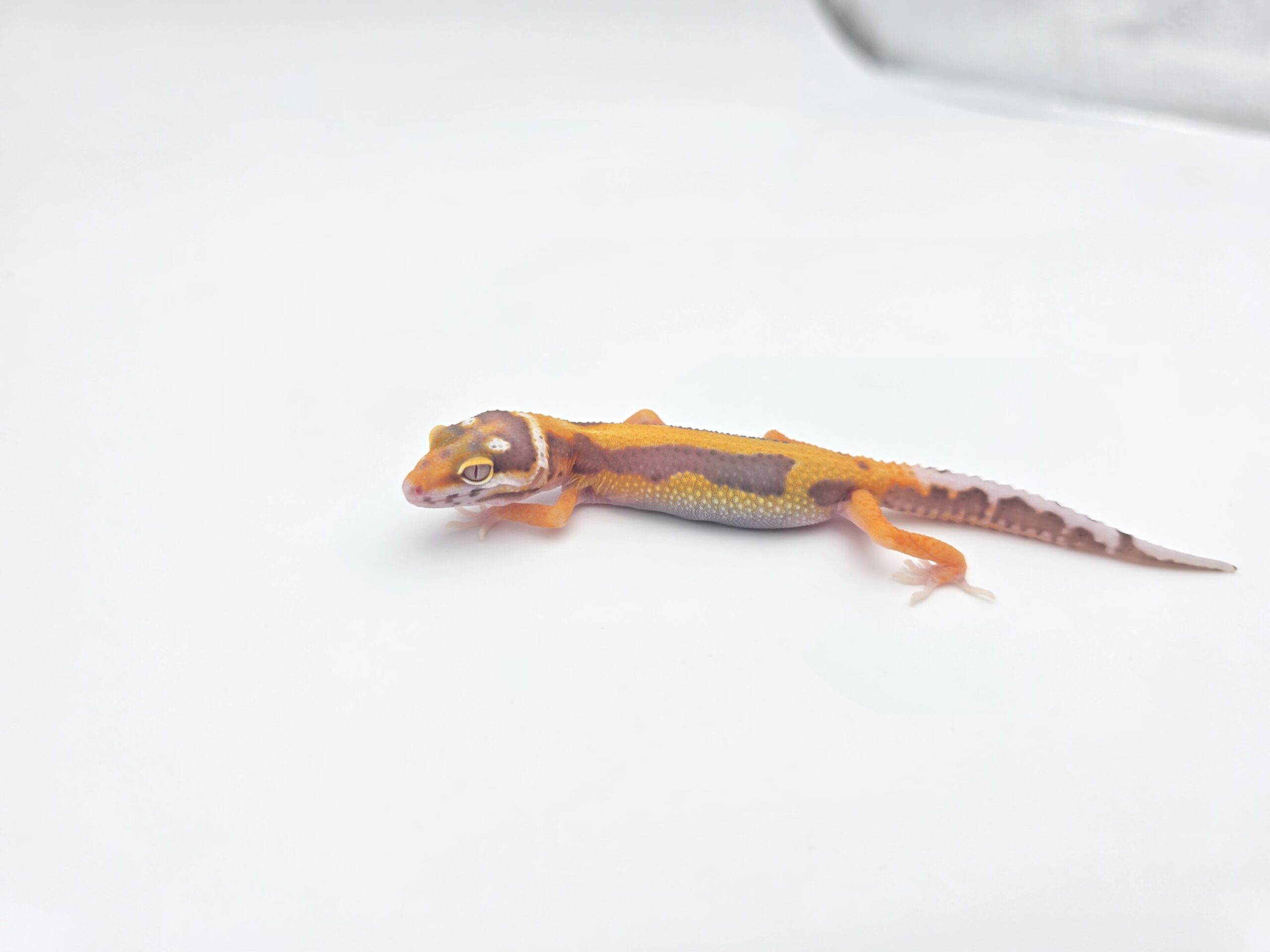 Eublepharis macularius, présumé mâle né en 2026, "Bandit bold stripe bell (poss giant, red stripe) 100% het.eclipse", Nom/référence : MARINI