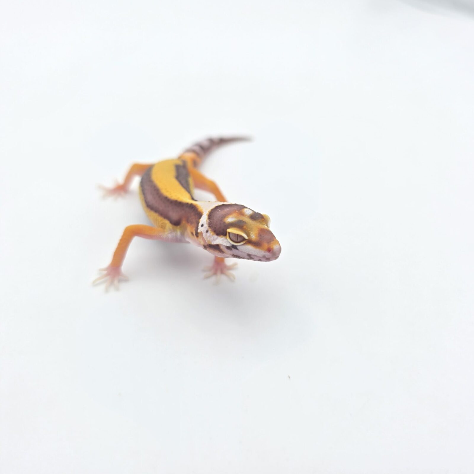 Eublepharis macularius, présumé mâle né en 2026, "Bandit bold stripe bell (poss giant, red stripe) 100% het.eclipse", Nom/référence : MARIANI