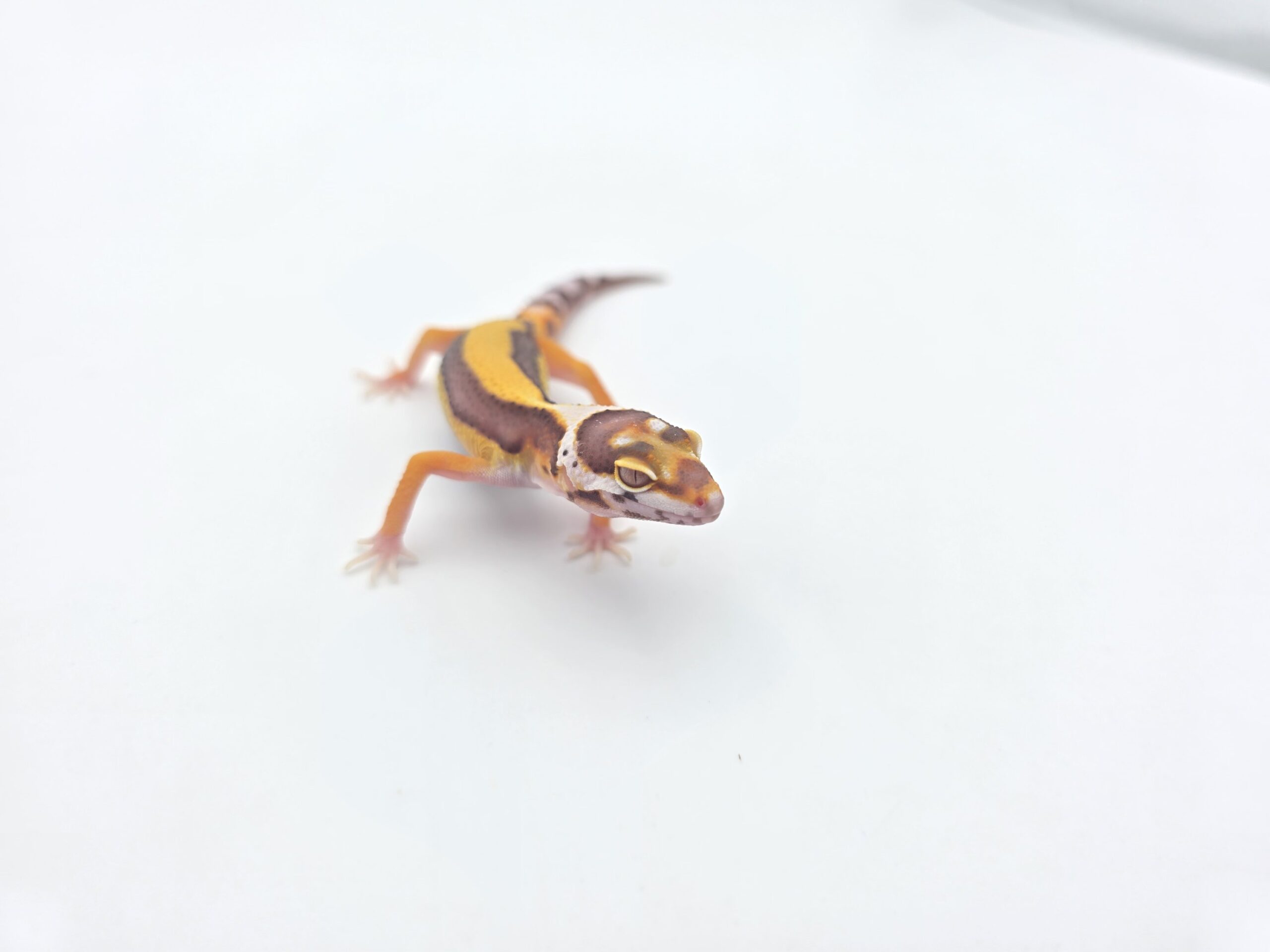 Eublepharis macularius, présumé mâle né en 2026, "Bandit bold stripe bell (poss giant, red stripe) 100% het.eclipse", Nom/référence : MARIANI