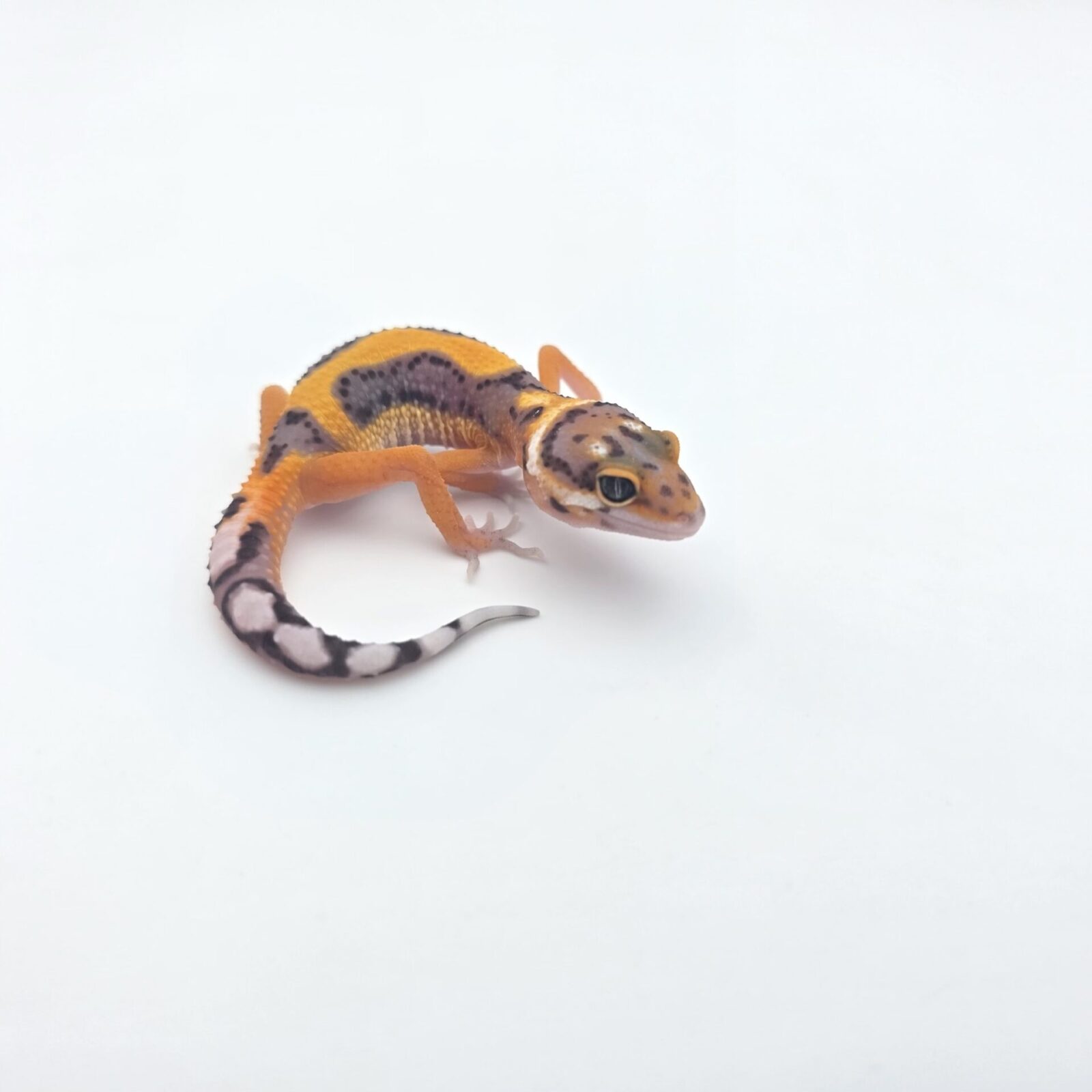 Eublepharis macularius, femelle née en 2026, "Bandit bold stripe electric tangerine (poss clown, giant, lavender, w&y) 50% het.eclipse bell et tremper", Nom/référence : JOECTRI