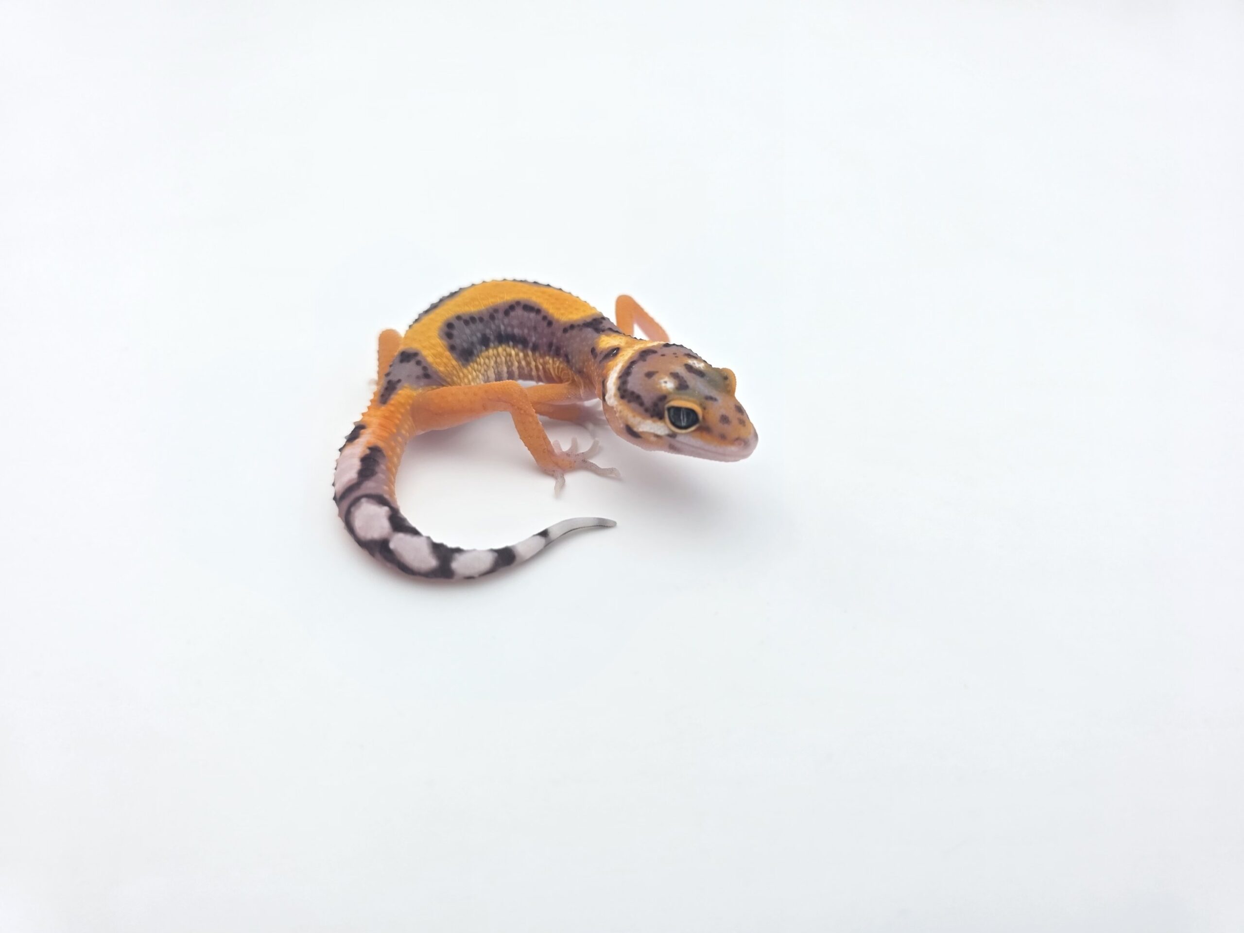 Eublepharis macularius, femelle née en 2026, "Bandit bold stripe electric tangerine (poss clown, giant, lavender, w&y) 50% het.eclipse bell et tremper", Nom/référence : JOECTRI