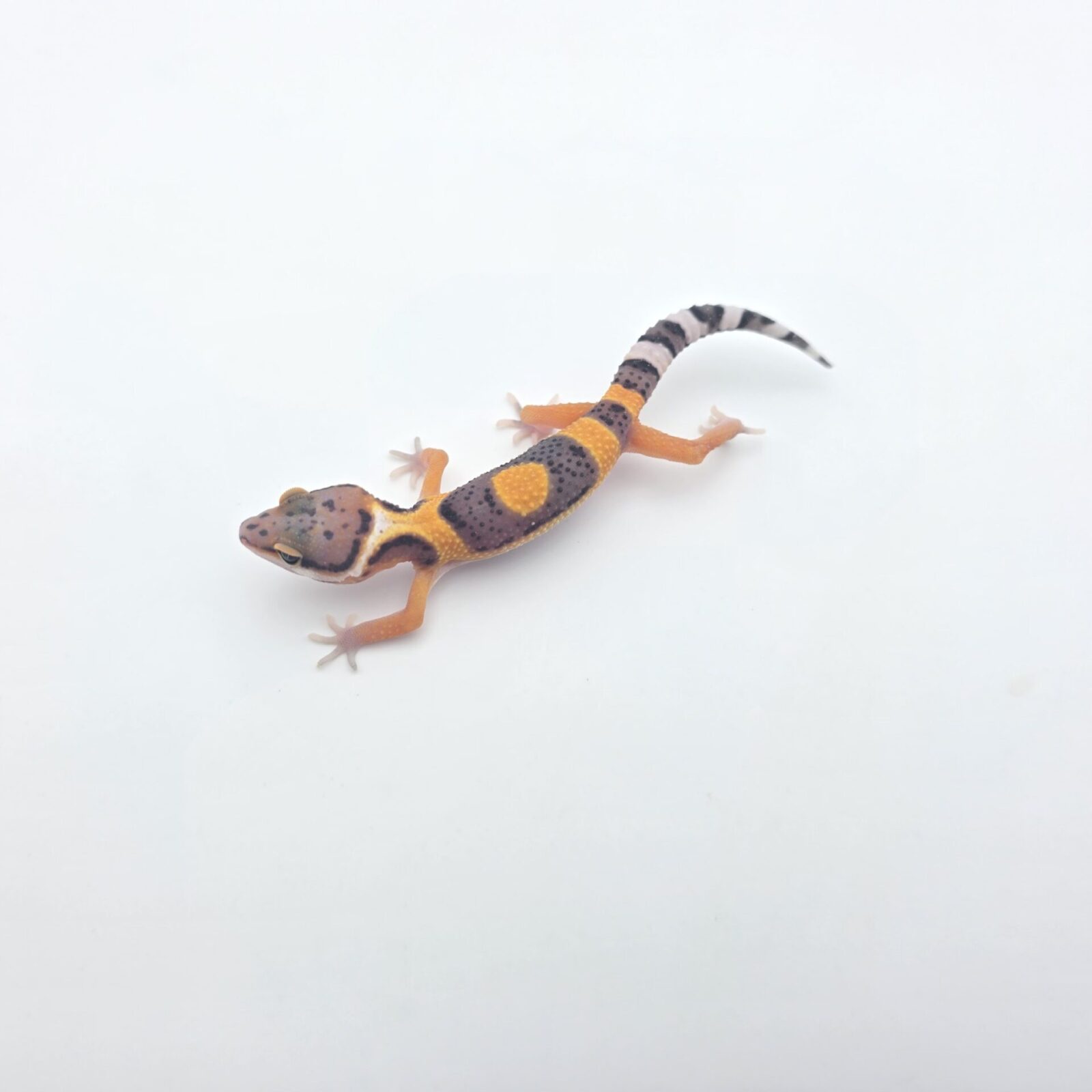 Eublepharis macularius, femelle née en 2026, "Electric tangerine jungle (poss bandit, clown, giant, lavender, w&y) 50% het.eclipse bell et tremper", Nom/référence : JUNORI
