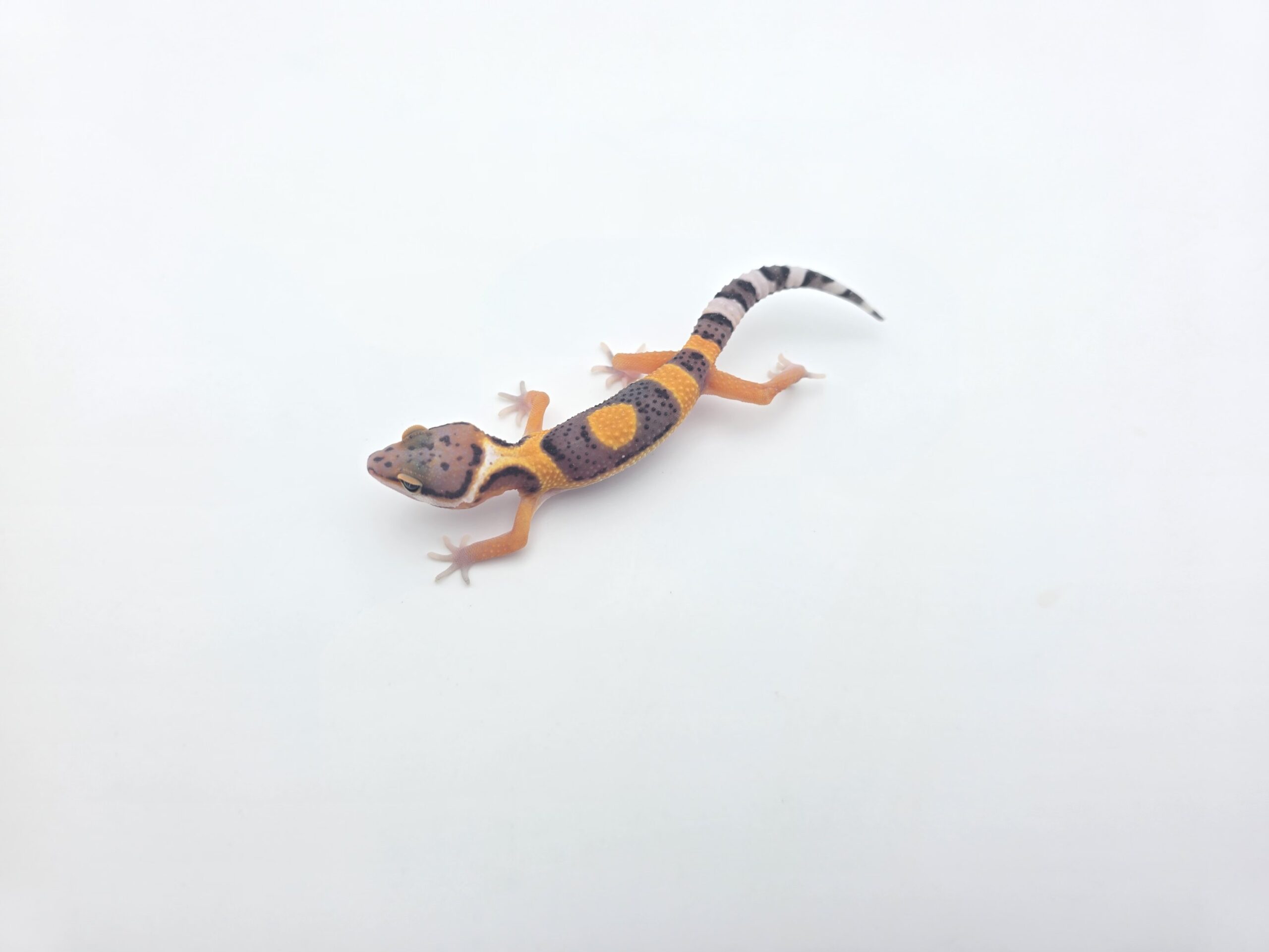 Eublepharis macularius, femelle née en 2026, "Electric tangerine jungle (poss bandit, clown, giant, lavender, w&y) 50% het.eclipse bell et tremper", Nom/référence : JUNORI