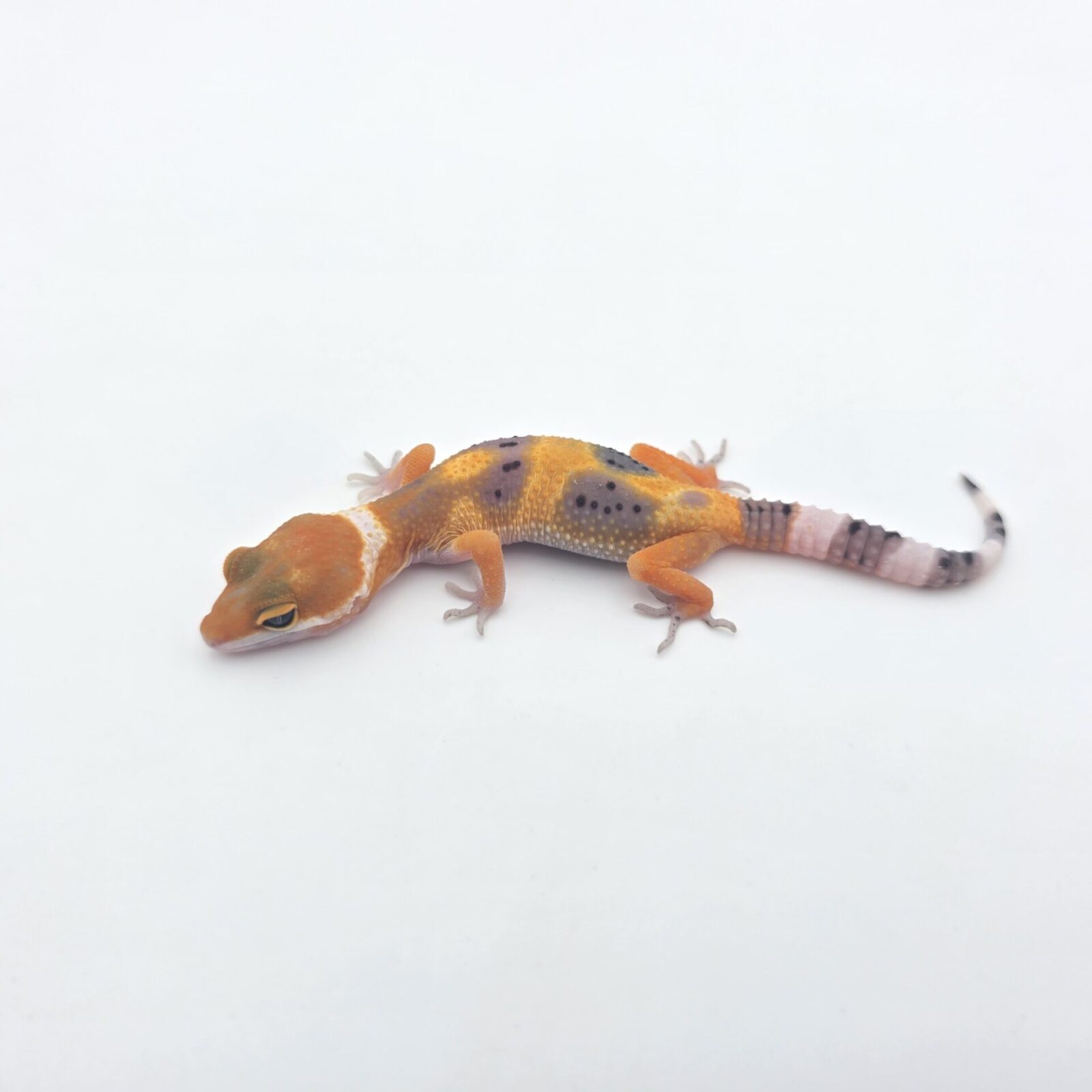 Eublepharis macularius, femelle née en 2026, "Hypo electric/mandarin emerine jungle 100% het.bell et tremper", Nom/référence : JUFY