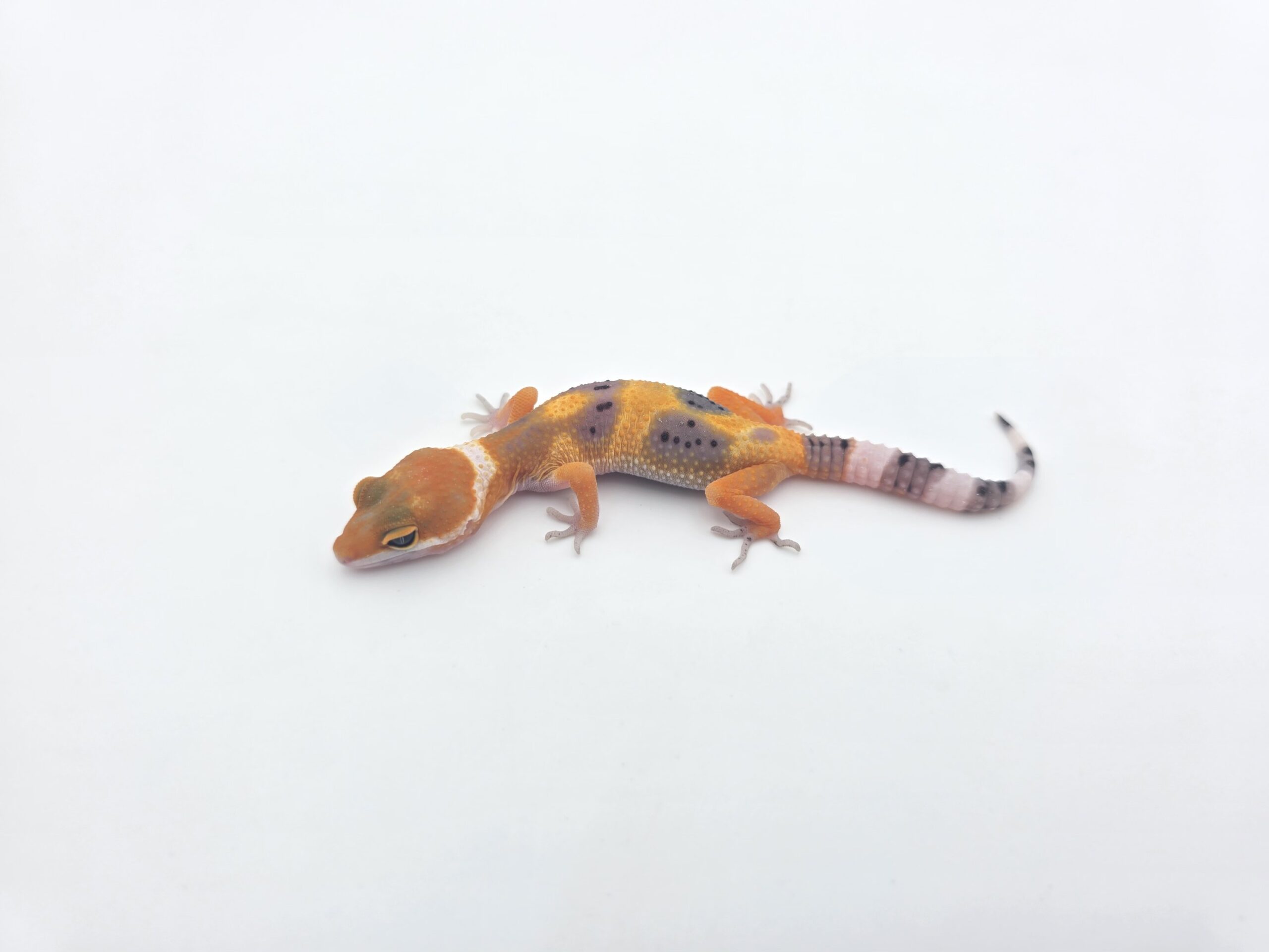 Eublepharis macularius, femelle née en 2026, "Hypo electric/mandarin emerine jungle 100% het.bell et tremper", Nom/référence : JUFY