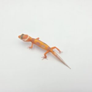 Eublepharis macularius, femelle née en 2026, "Bandit bold stripe hybino electric tangerine (bell) (poss red stripe)", Nom/référence : JUFIN