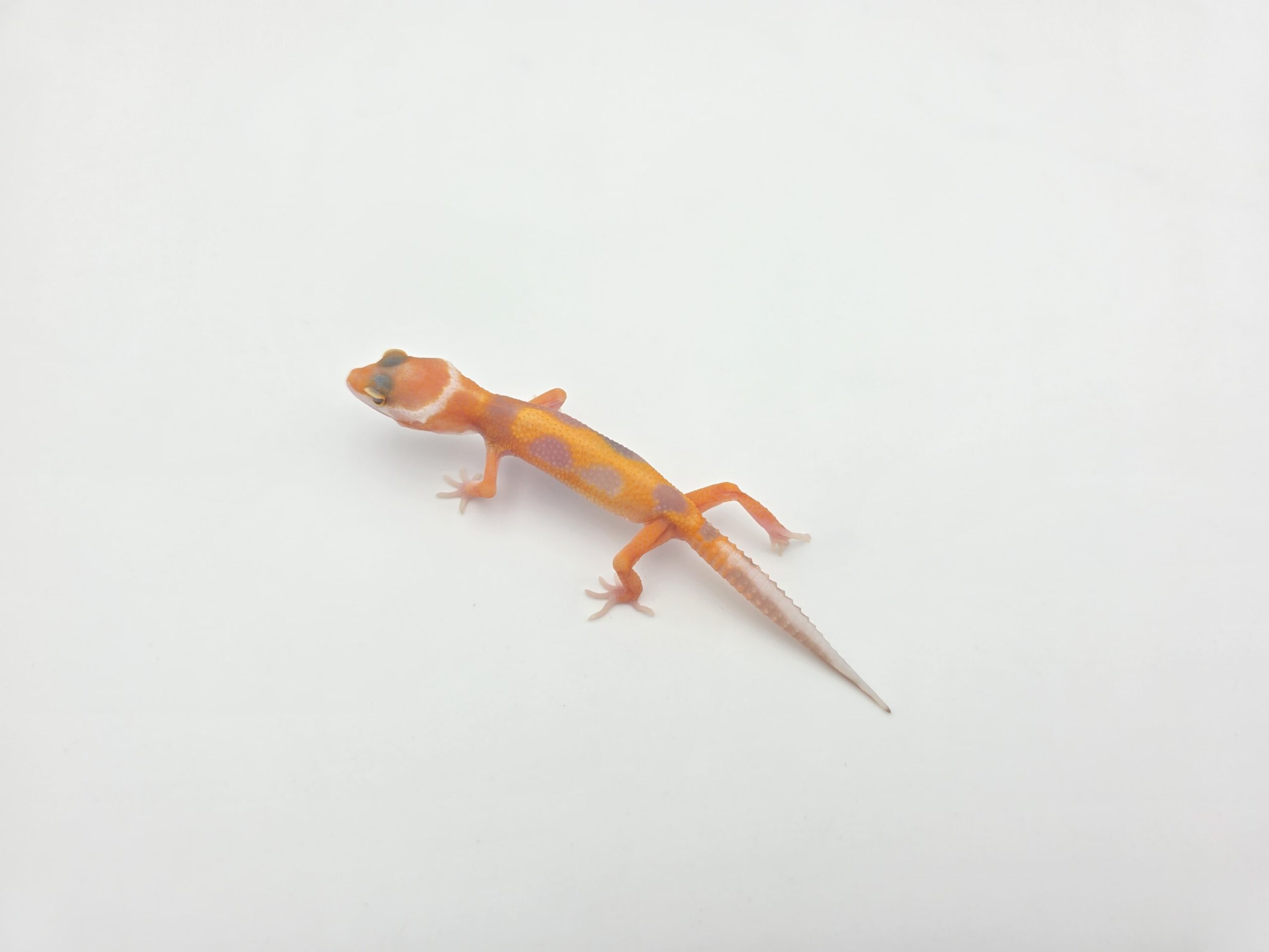 Eublepharis macularius, femelle née en 2026, "Bandit bold stripe hybino electric tangerine (bell) (poss red stripe)", Nom/référence : JUFIN