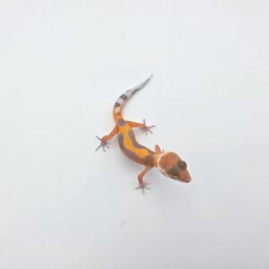 Eublepharis macularius, femelle née en 2026, "Bandit bold stripe hypo electric tangerine (poss red stripe) 100% het.bell", Nom/référence : JUPI