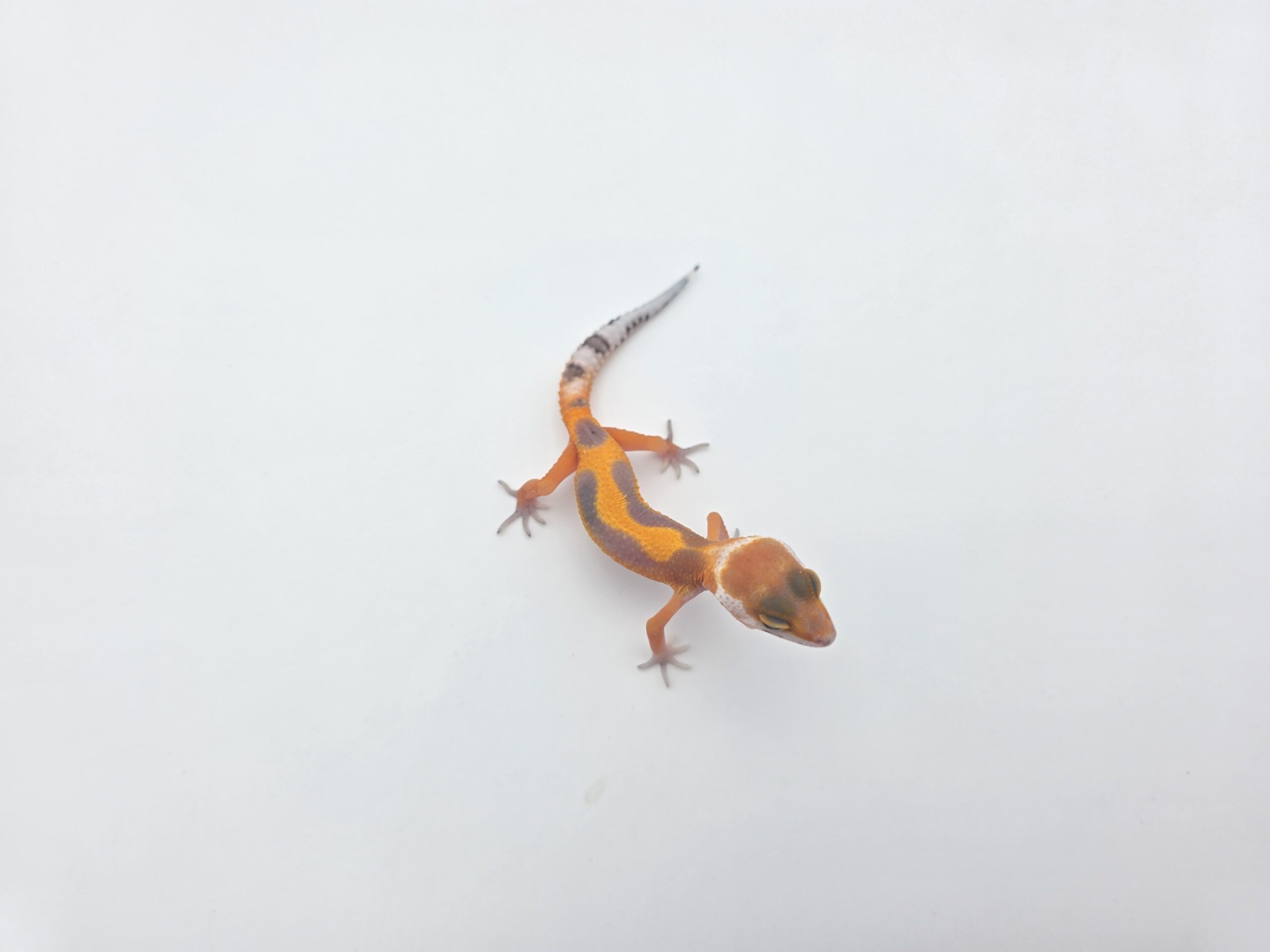 Eublepharis macularius, femelle née en 2026, "Bandit bold stripe hypo electric tangerine (poss red stripe) 100% het.bell", Nom/référence : JUPI