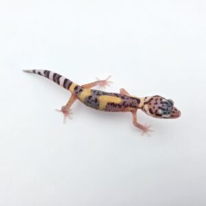 Eublepharis macularius, femelle née en 2026, "Eclipse jungle (1 snake eyes) (poss lavender) 50% het.tremper", Nom/référence : JUWINI