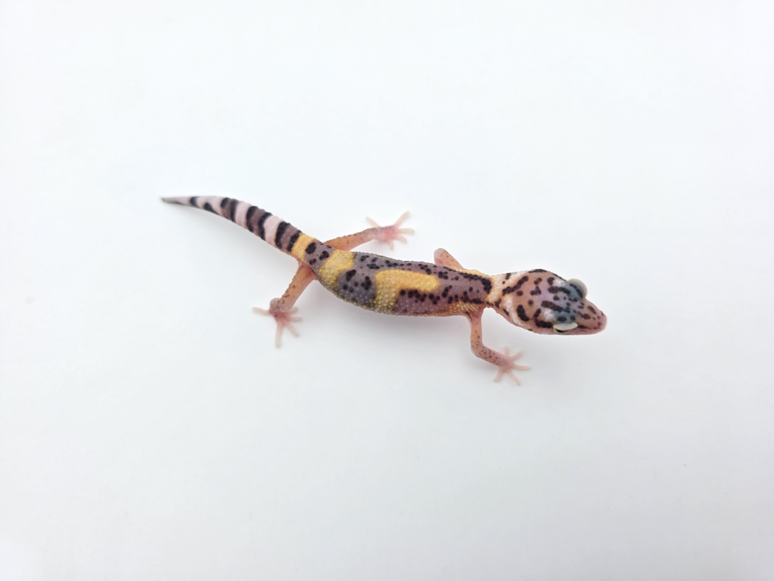 Eublepharis macularius, femelle née en 2026, "Eclipse jungle (1 snake eyes) (poss lavender) 50% het.tremper", Nom/référence : JUWINI