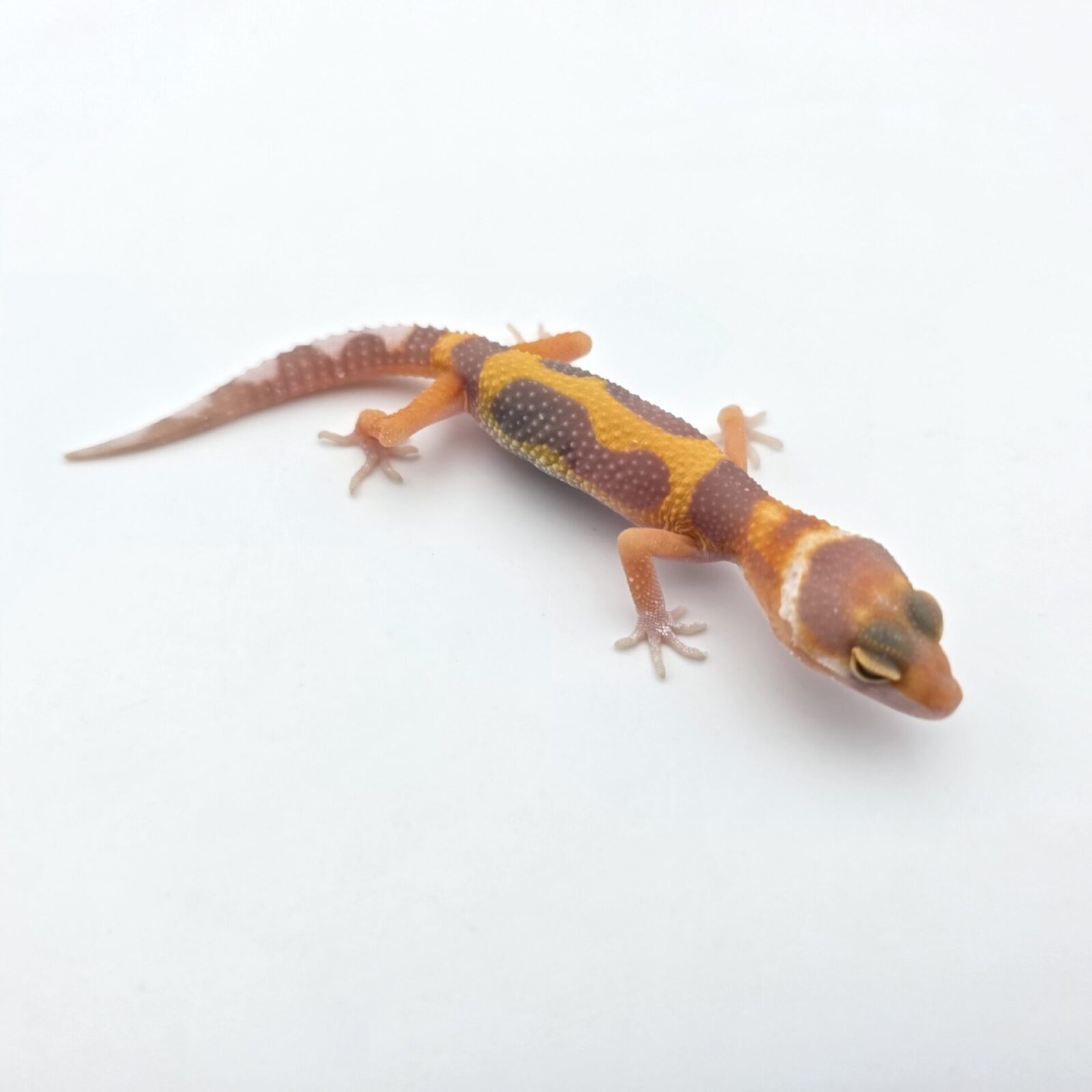 Eublepharis macularius, présumé femelle née en 2026, "Bandit bold stripe bell mandarin emerine lavender jungle (poss red stripe)", Nom/référence : CLAPI