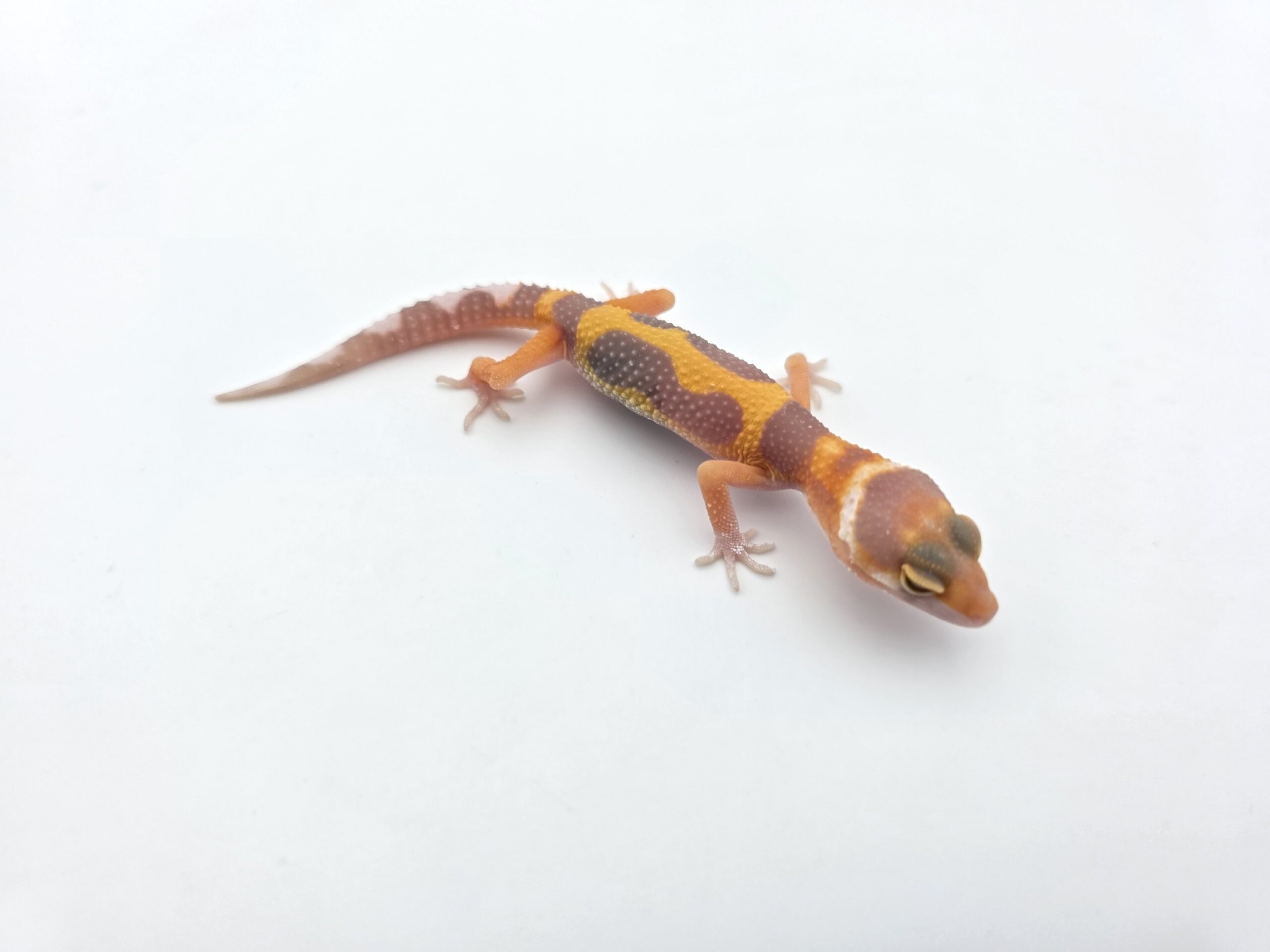Eublepharis macularius, présumé femelle née en 2026, "Bandit bold stripe bell mandarin emerine lavender jungle (poss red stripe)", Nom/référence : CLAPI
