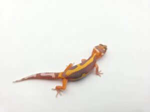 Eublepharis macularius, présumé femelle née en 2026, "Bandit bold stripe reverse bell mandarin emerine lavender (poss red stripe)", Nom/référence : RADY