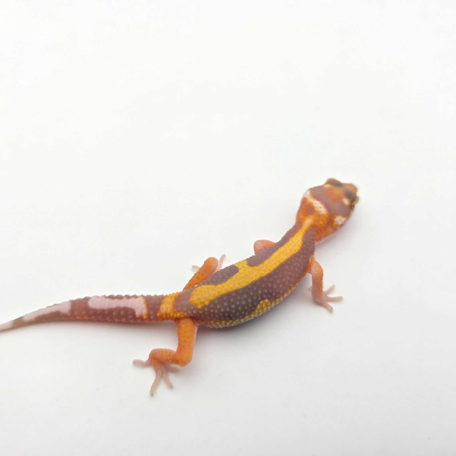 Eublepharis macularius, présumé femelle née en 2026, "Bandit bold stripe reverse bell mandarin emerine lavender (poss red stripe)", Nom/référence : RADY