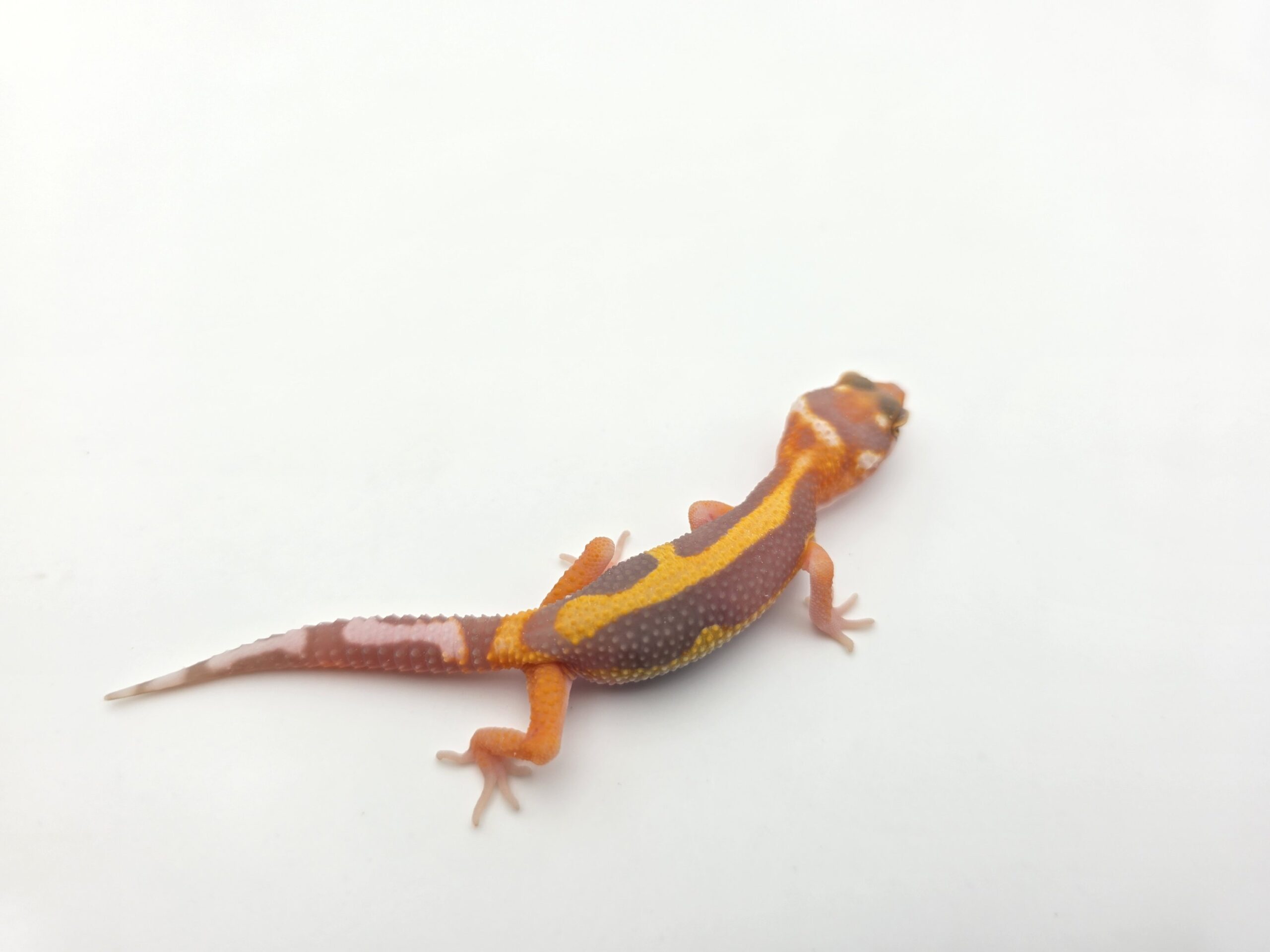 Eublepharis macularius, présumé femelle née en 2026, "Bandit bold stripe reverse bell mandarin emerine lavender (poss red stripe)", Nom/référence : RADY