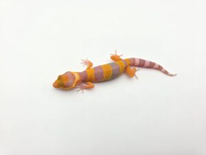 Eublepharis macularius, femelle née en 2026, "Bandit electric/mandarin lavender sunglow (bell)", Nom/référence : JUMALI