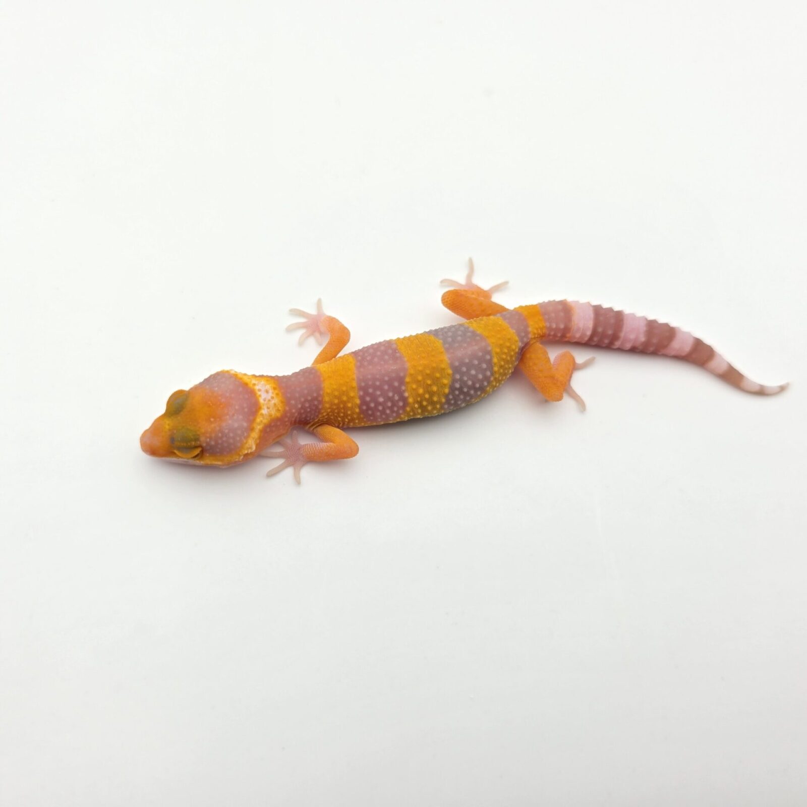 Eublepharis macularius, femelle née en 2026, "Bandit electric/mandarin lavender sunglow (bell)", Nom/référence : JUMALI