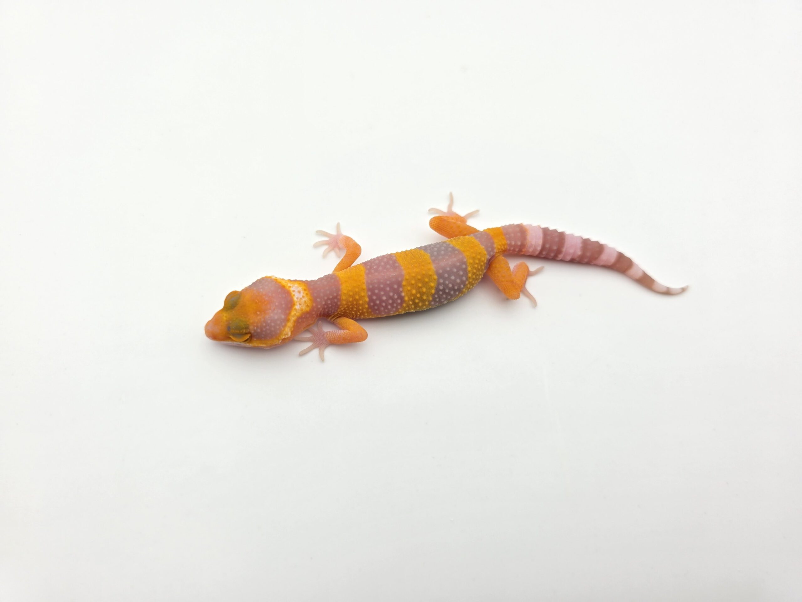 Eublepharis macularius, femelle née en 2026, "Bandit electric/mandarin lavender sunglow (bell)", Nom/référence : JUMALI
