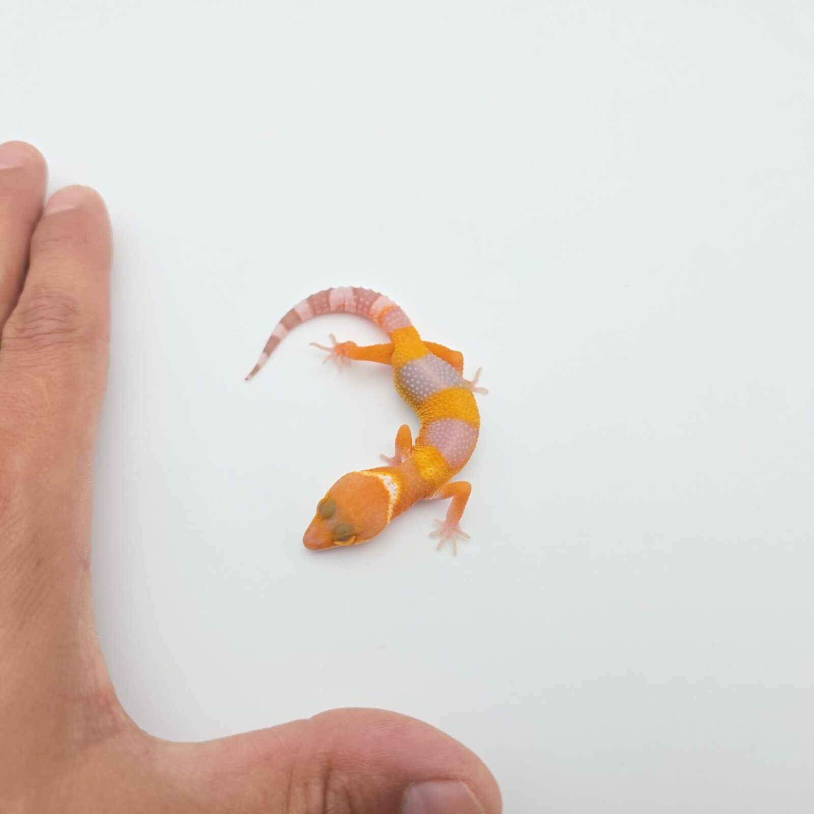 Eublepharis macularius, mâle né en 2026, "Mandarin sunglow bell (poss lavender) electric line", Nom/référence : JUZLI