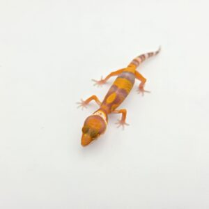 Eublepharis macularius, femelle née en 2026, "Bandit blood electric/mandarin jungle emerine bell (poss clown)", Nom/référence : JUWIVI