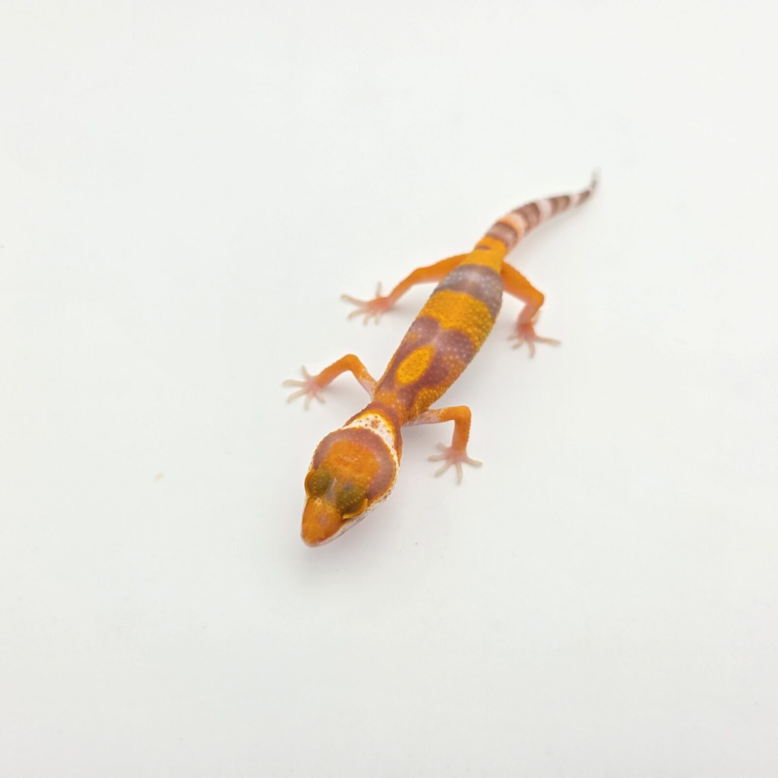 Eublepharis macularius, femelle née en 2026, "Bandit blood electric/mandarin jungle emerine bell (poss clown)", Nom/référence : JUWIVI