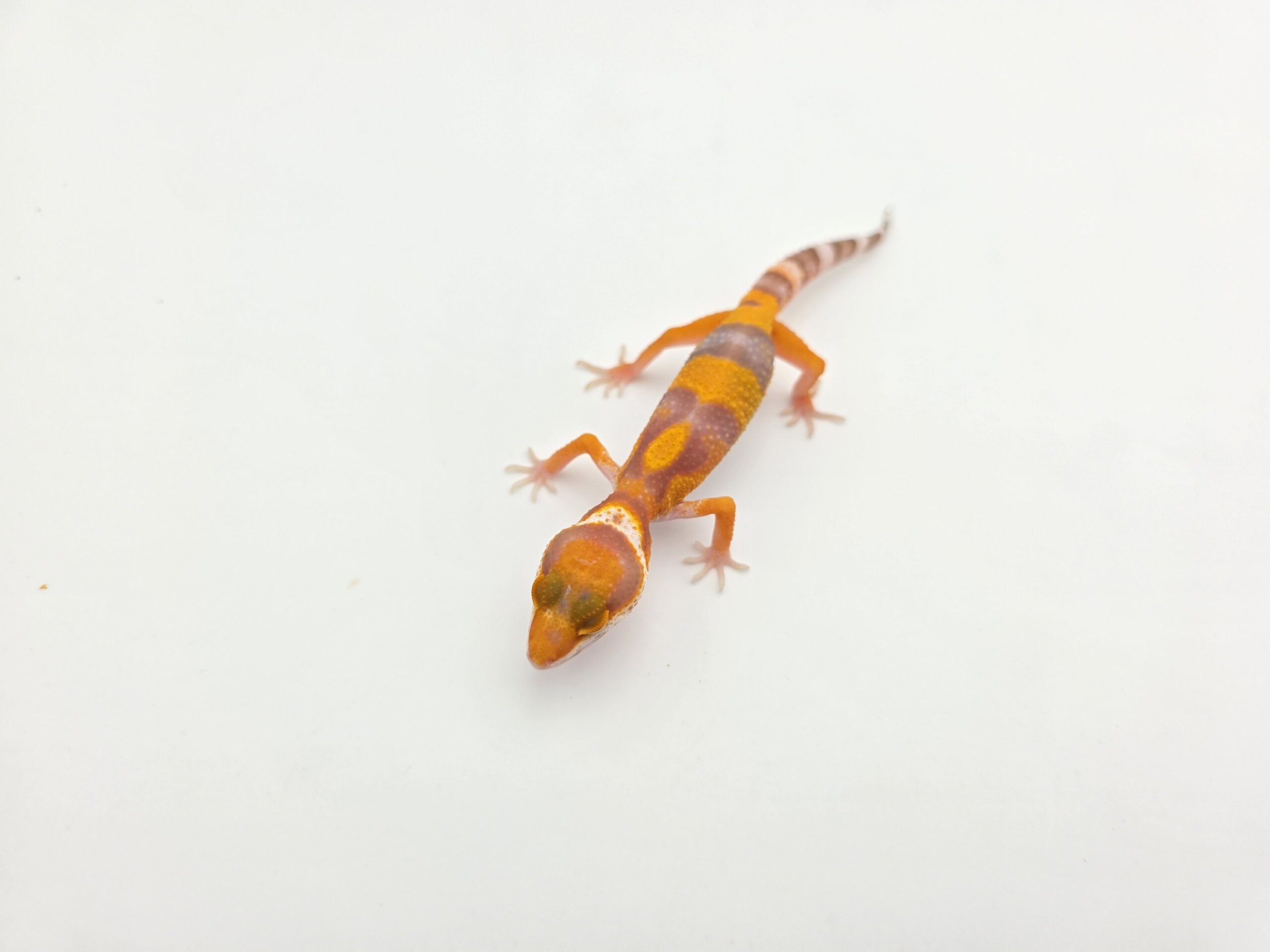 Eublepharis macularius, femelle née en 2026, "Bandit blood electric/mandarin jungle emerine bell (poss clown)", Nom/référence : JUWIVI