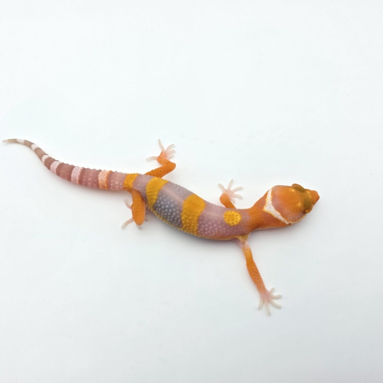 Eublepharis macularius "Bandit blood electric/mandarin emerine bell (poss clown)" Femelle 2026 Nom/référence : JUPIMI