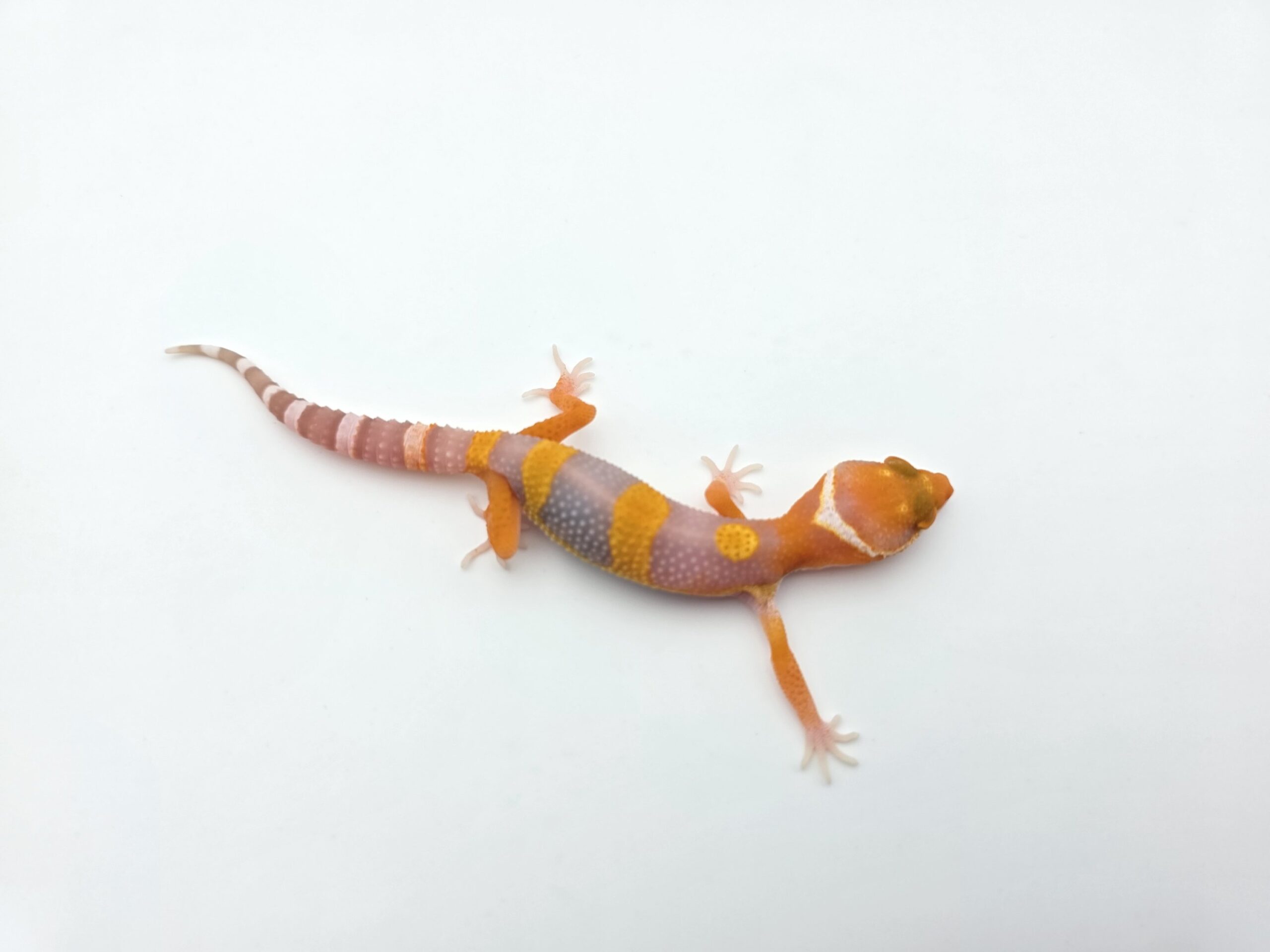 Eublepharis macularius "Bandit blood electric/mandarin emerine bell (poss clown)" Femelle 2026 Nom/référence : JUPIMI